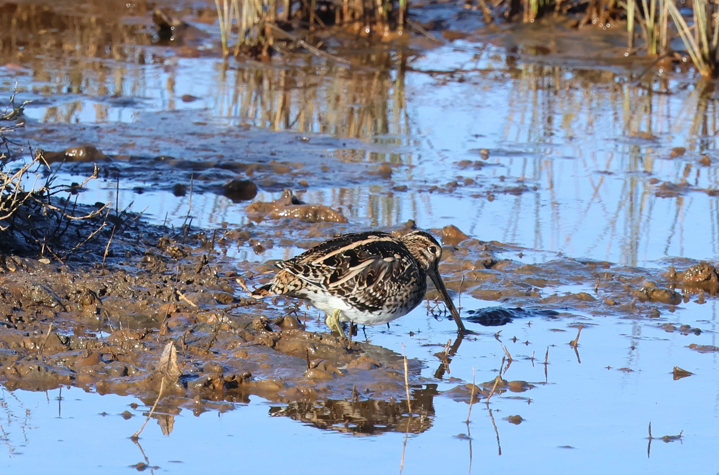 Common snipe, Lymington, New Forest, UK — photo by Adam Prugel-Bennett