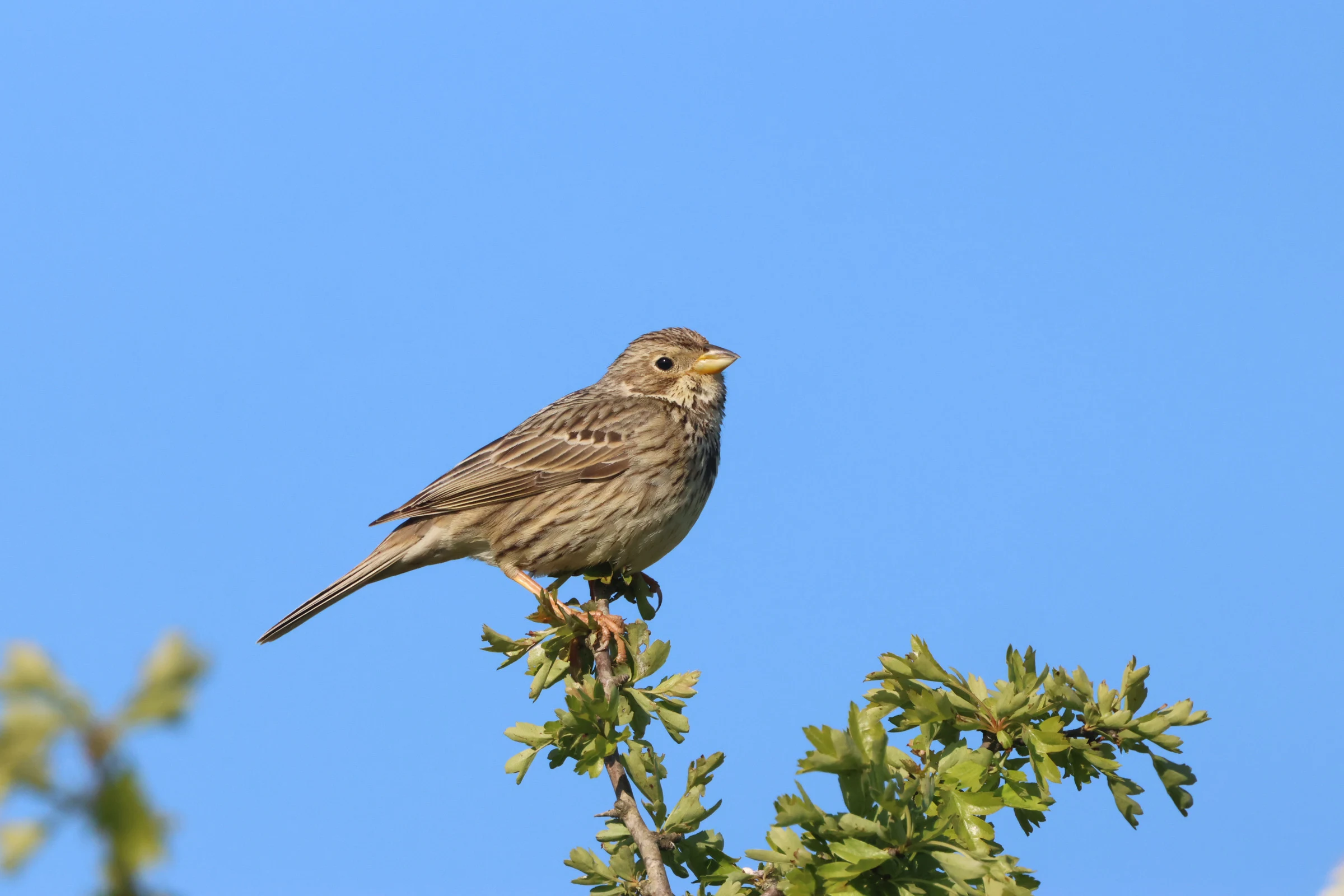 Corn Bunting, Martin Down, Hampshire, UK — photo by Adam Prugel-Bennett