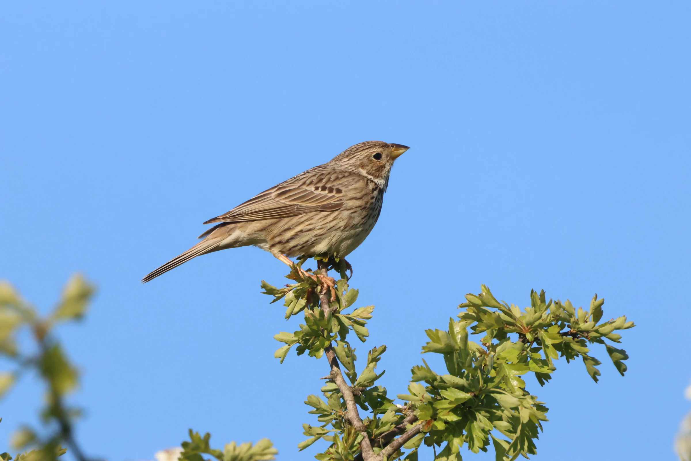 Corn Bunting, Martin Down, Hampshire, UK — photo by Adam Prugel-Bennett
