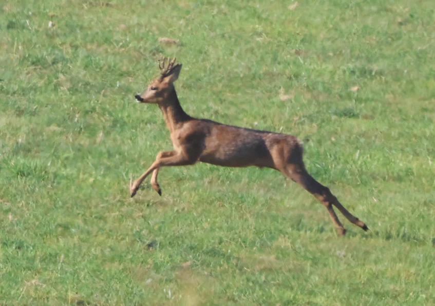 Roe Deer, Martin Down, Hampshire, UK — photo by Adam Prugel-Bennett