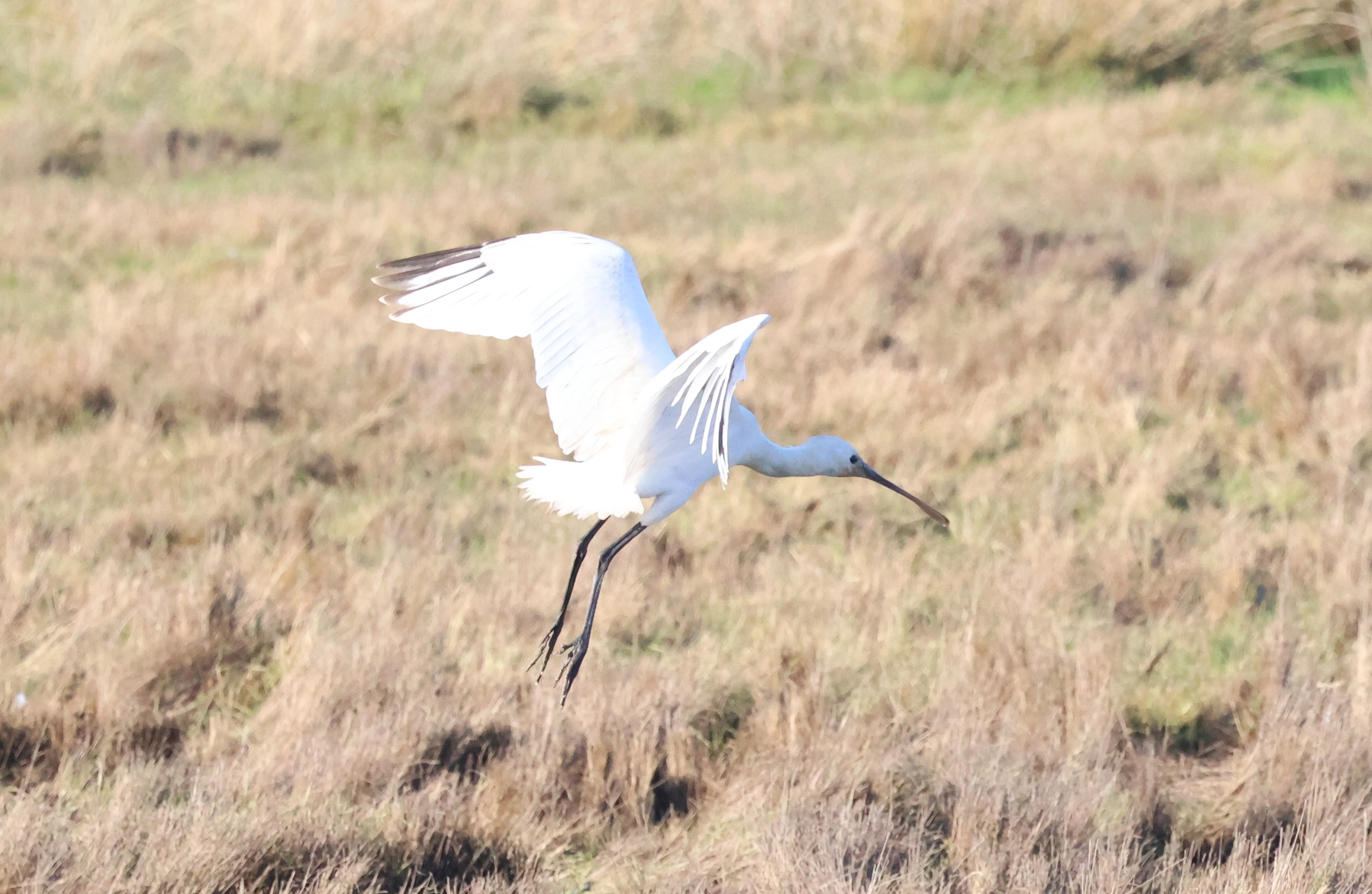 Eurasian spoonbill, Lymington, New Forest, UK — photo by Adam Prugel-Bennett