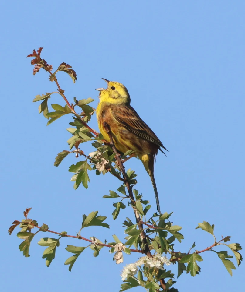 Yellowhammer, Martin Down, Hampshire, UK — photo by Adam Prugel-Bennett