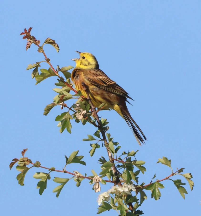Yellowhammer, Martin Down, Hampshire, UK — photo by Adam Prugel-Bennett