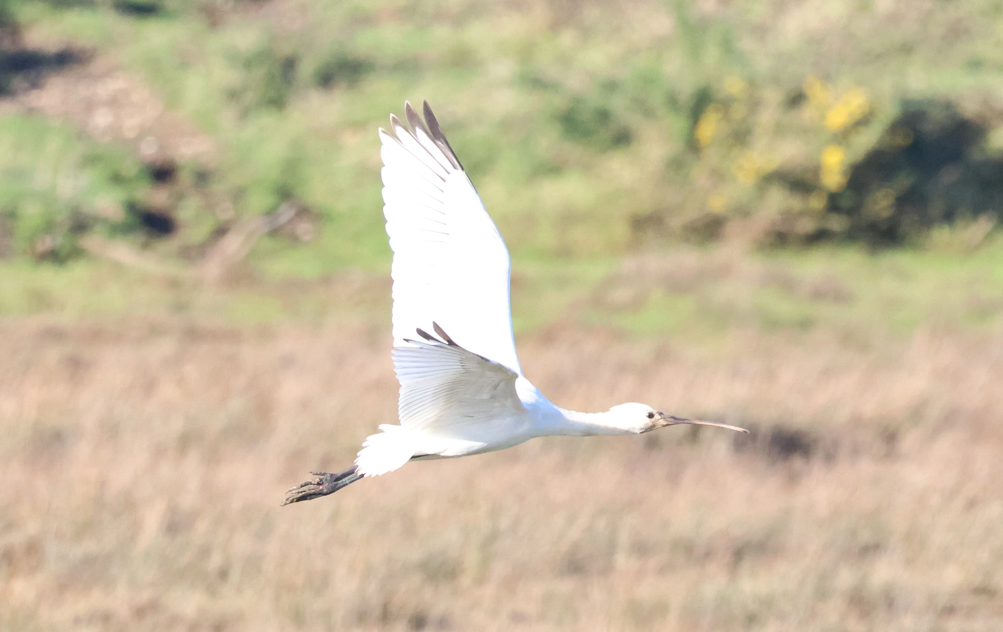 Eurasian spoonbill, Lymington, New Forest, UK — photo by Adam Prugel-Bennett
