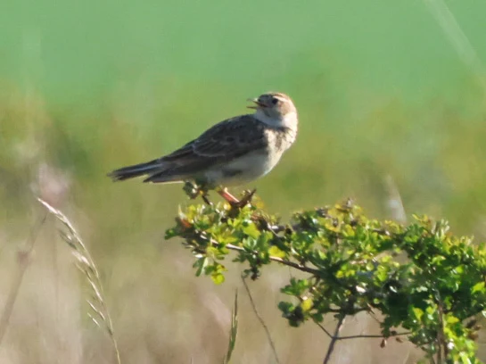 Skylark, Martin Down, Hampshire, UK — photo by Adam Prugel-Bennett