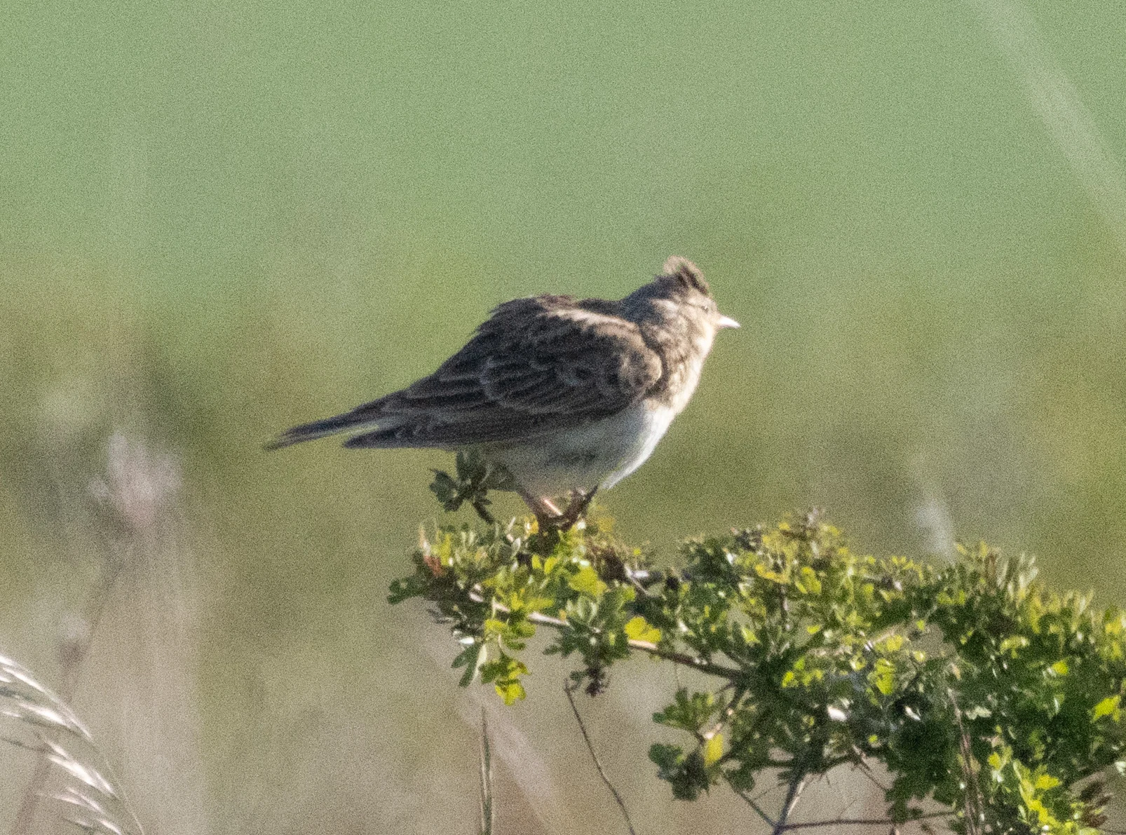 Crested Lark, Martin Down, Hampshire, UK — photo by Adam Prugel-Bennett