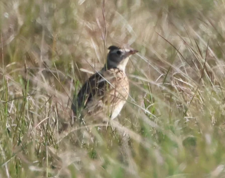 Eurasian Skylark, Martin Down, Hampshire, UK — photo by Adam Prugel-Bennett