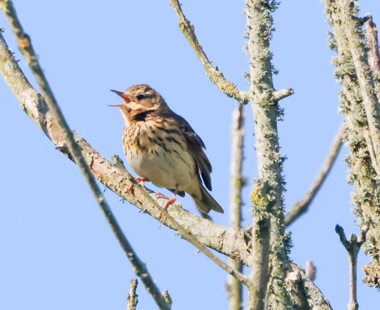 Meadow Pipit, Martin Down, Hampshire, UK — photo by Adam Prugel-Bennett