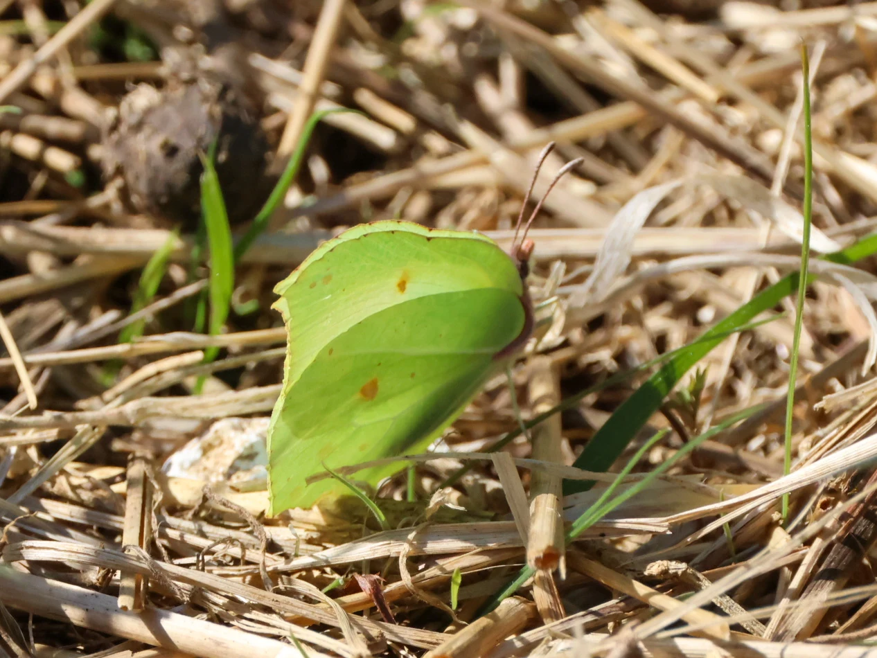 Brimstone Butterfly, Martin Down, Hampshire, UK — photo by Adam Prugel-Bennett