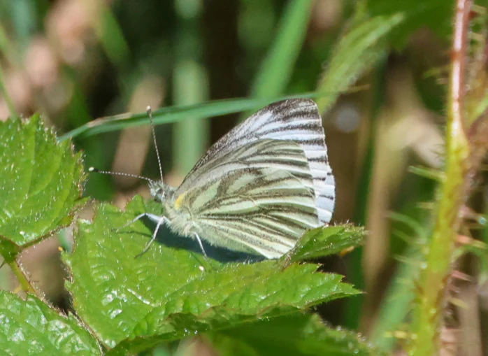 Green-veined White butterfly, Martin Down, Hampshire, UK — photo by Adam Prugel-Bennett