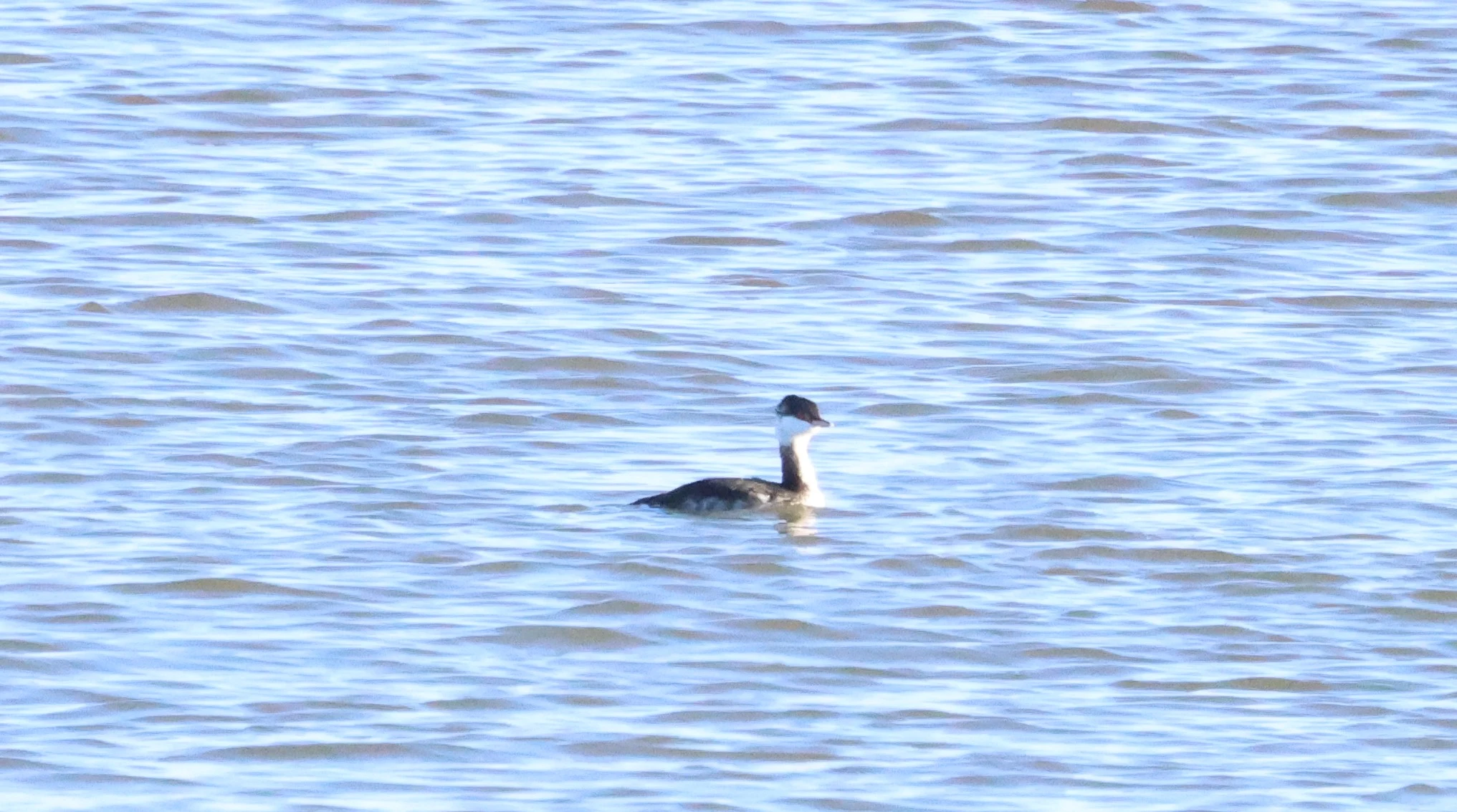 Slavonian Grebe, Lymington, New Forest, UK — photo by Adam Prugel-Bennett