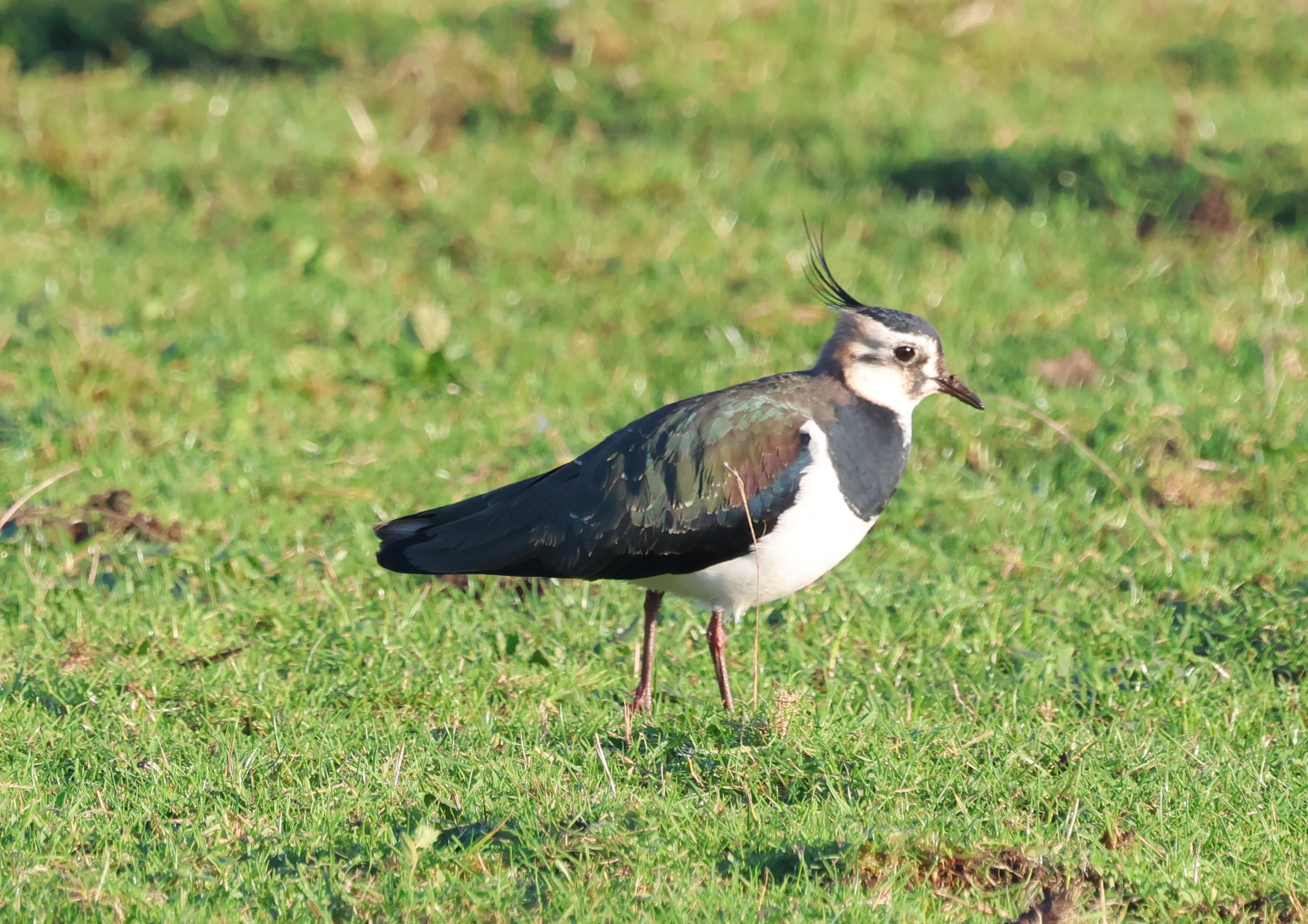 Lapwing, Lymington, New Forest, UK — photo by Adam Prugel-Bennett