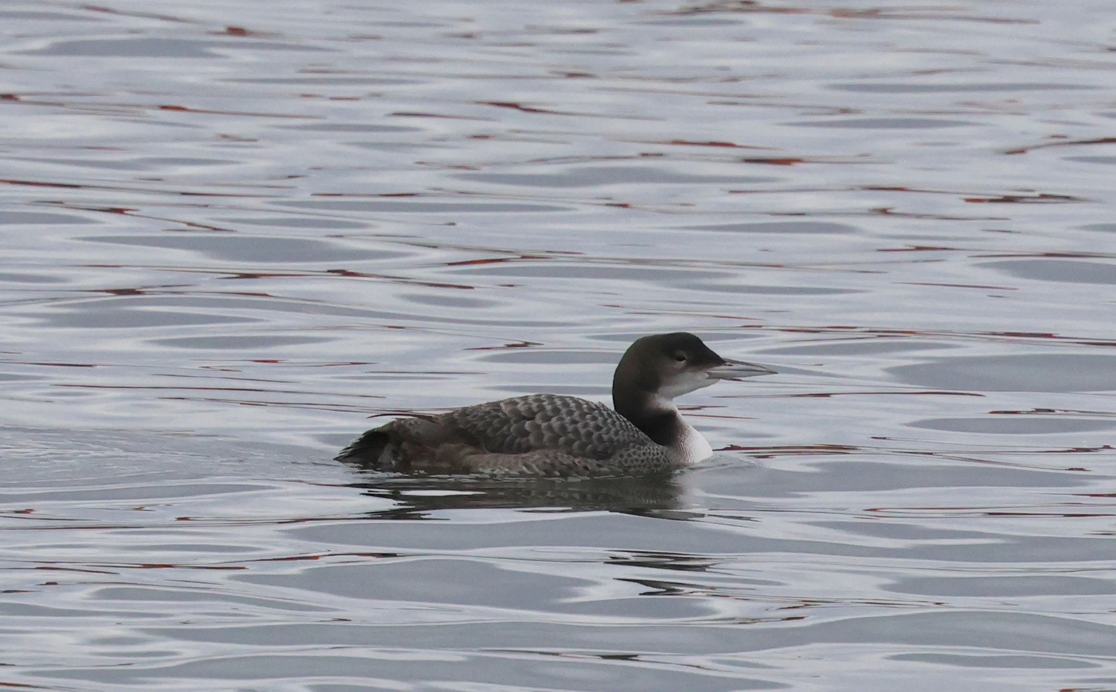 Great Northern Diver - Common Loon, Eling Great Marsh, Totton, New Forest, UK — photo by Adam Prugel-Bennett