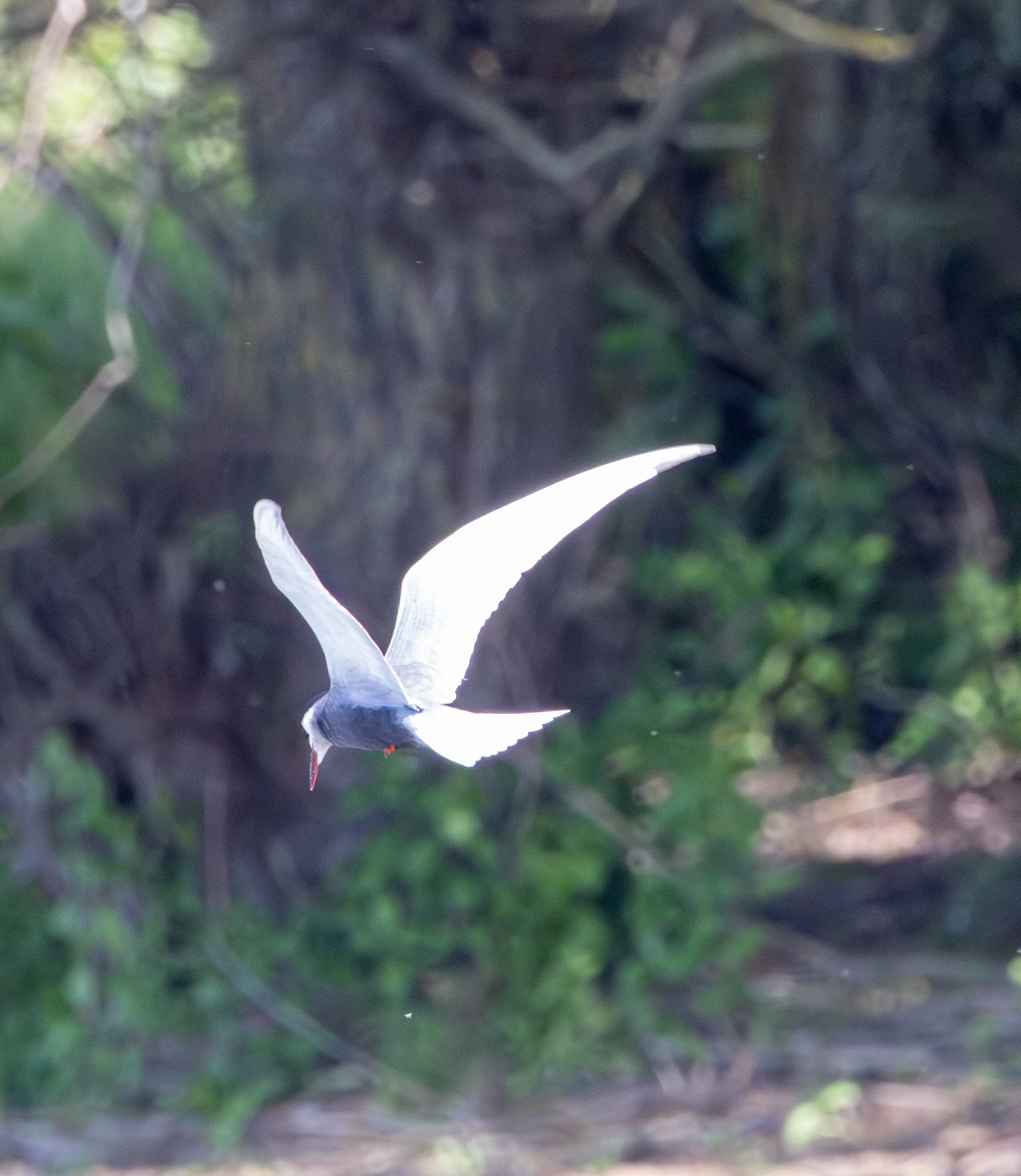 Common Tern in flight, Danube Delta, Romania — photo by Adam Prugel-Bennett