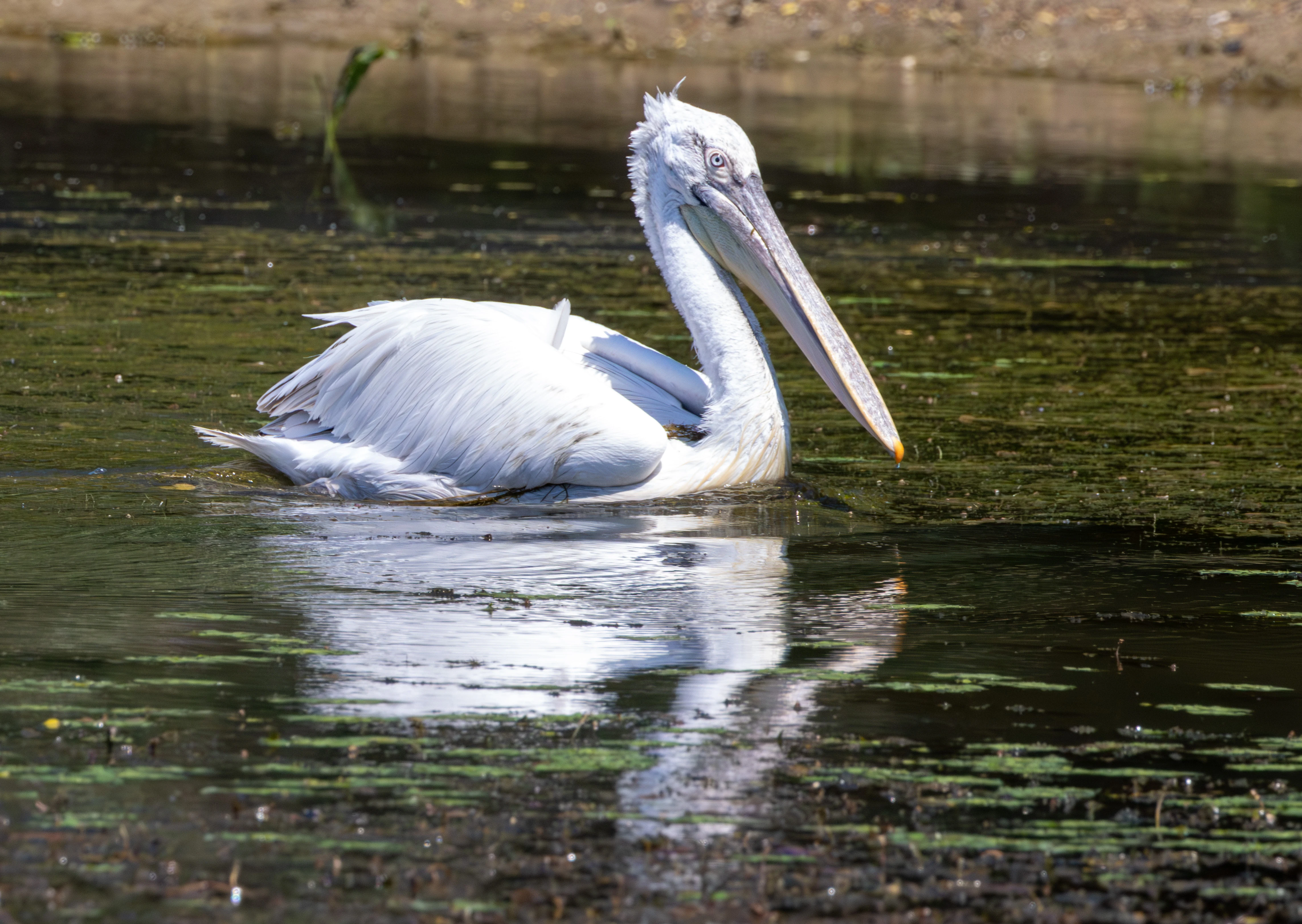 Dalmatian Pelican, Danube Delta, Romania — photo by Adam Prugel-Bennett