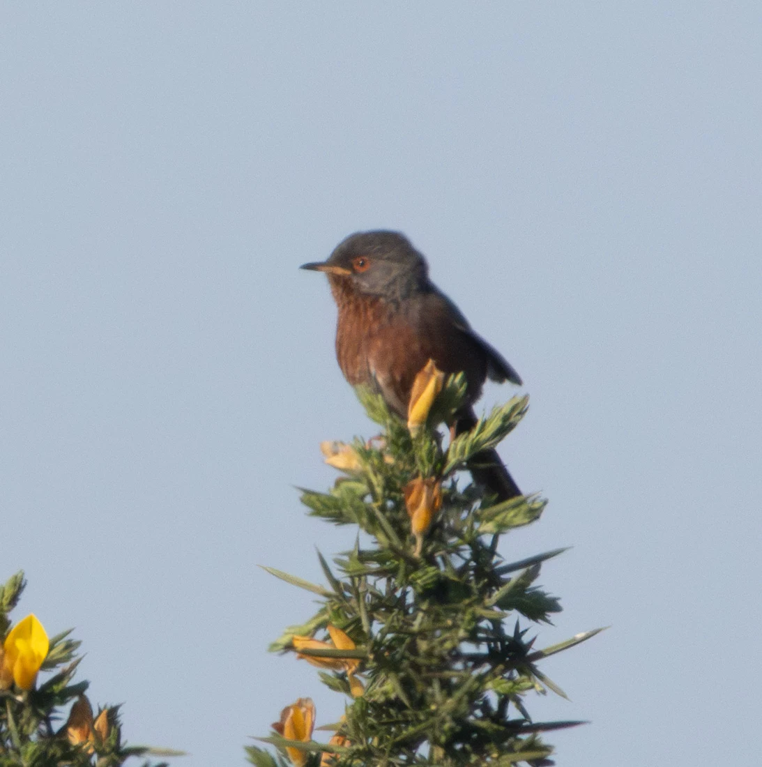 Dartford Warbler, Crockford Bottom, Hampshire, UK — photo by Adam Prugel-Bennett