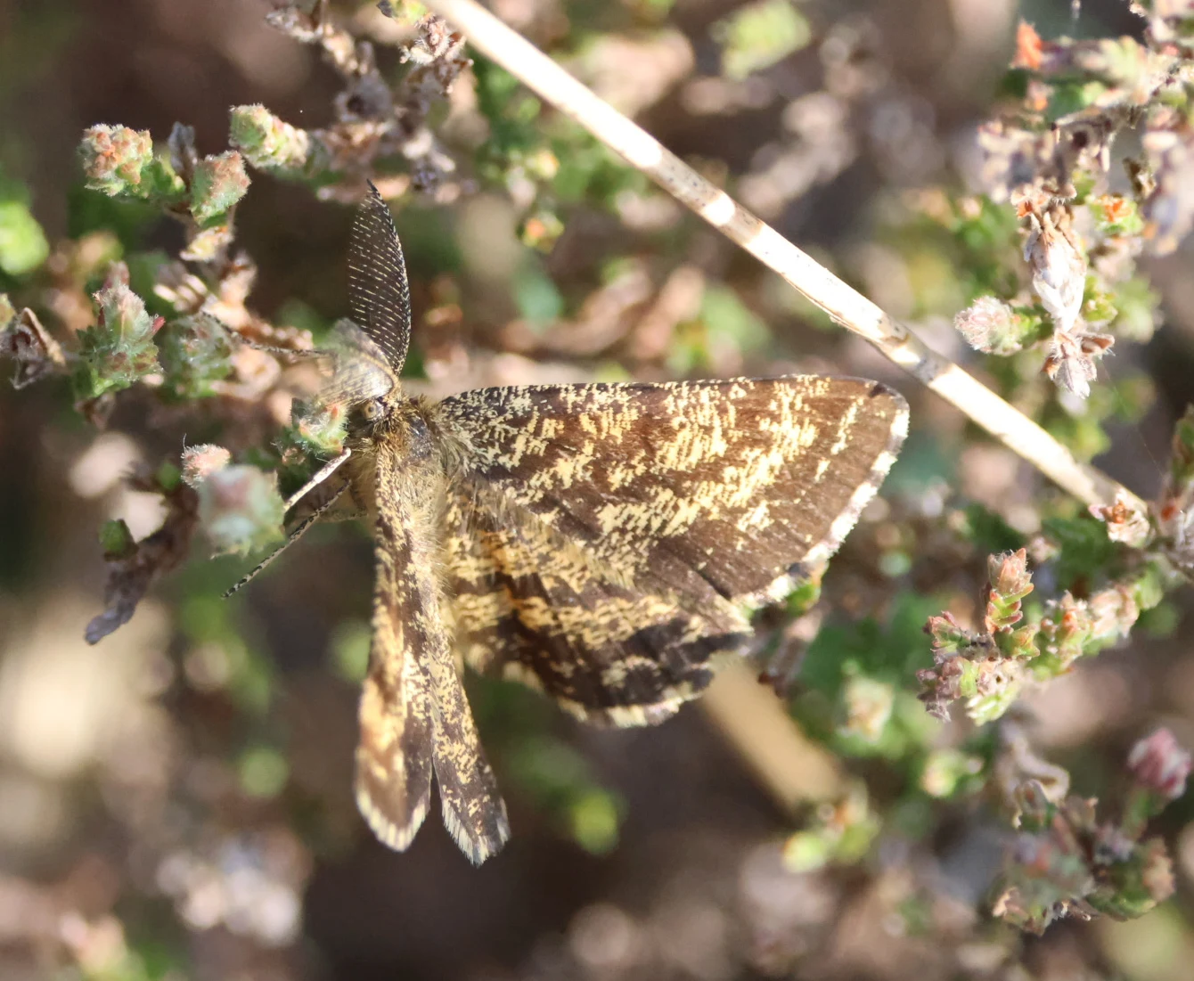 Moth, Crockford Bottom, Hampshire, UK — photo by Adam Prugel-Bennett