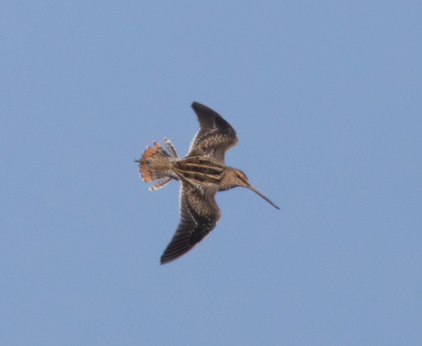 Common Snipe, Crockford Bottom, Hampshire, UK — photo by Adam Prugel-Bennett