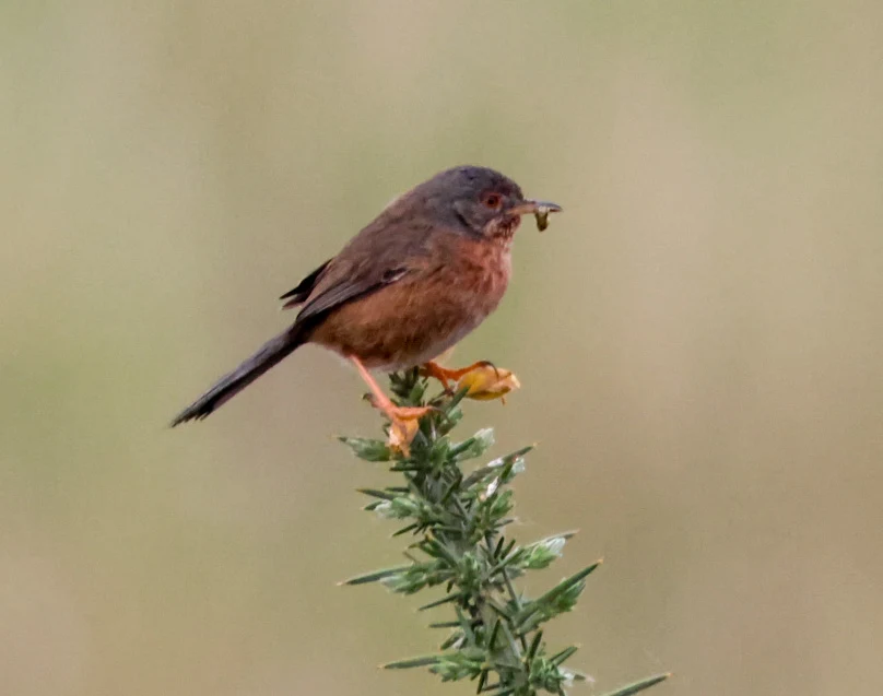 Dartford Warbler, Crockford Bottom, Hampshire, UK — photo by Adam Prugel-Bennett
