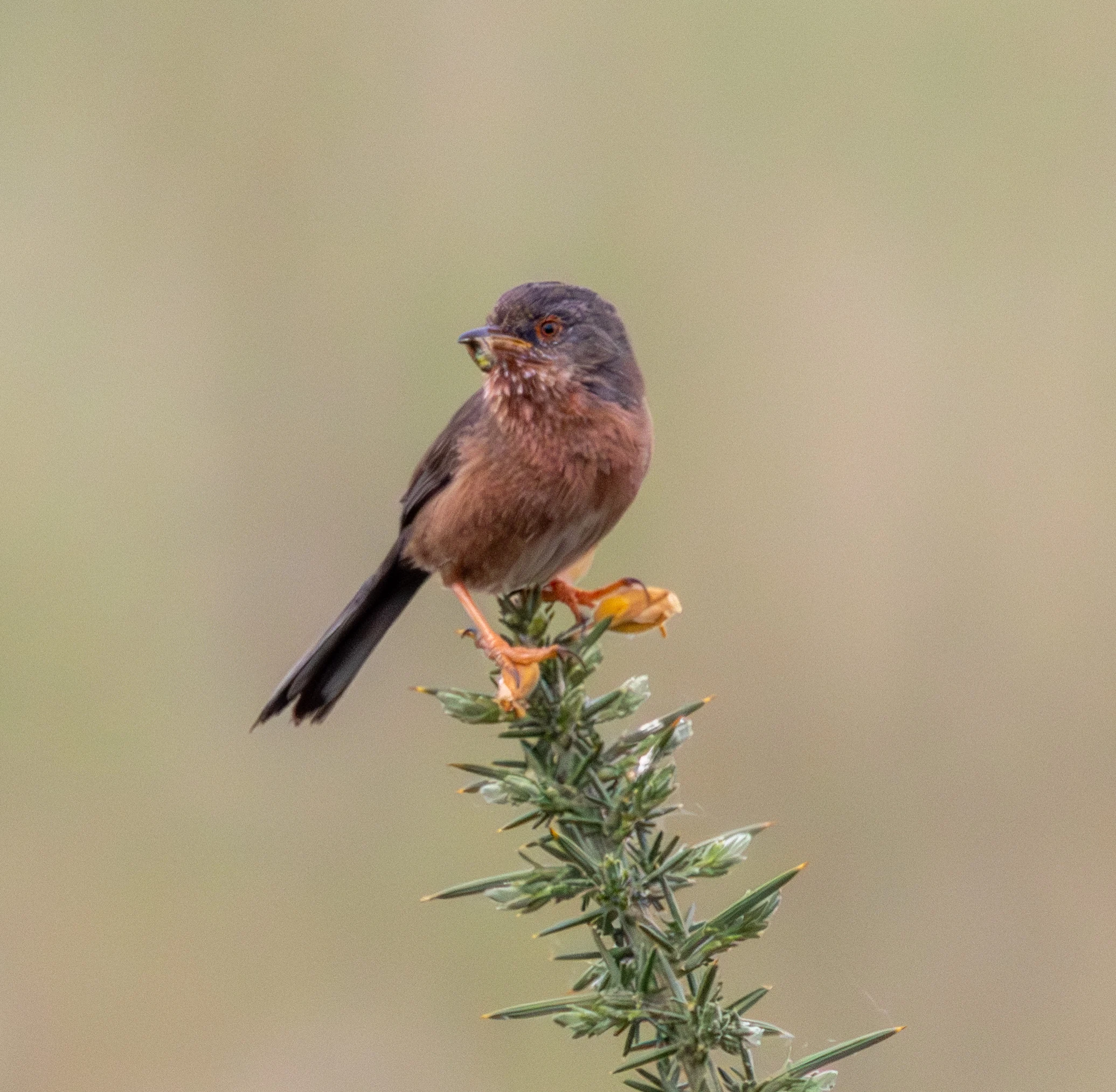 Dartford Warbler, Crockford Bottom, Hampshire, UK — photo by Adam Prugel-Bennett