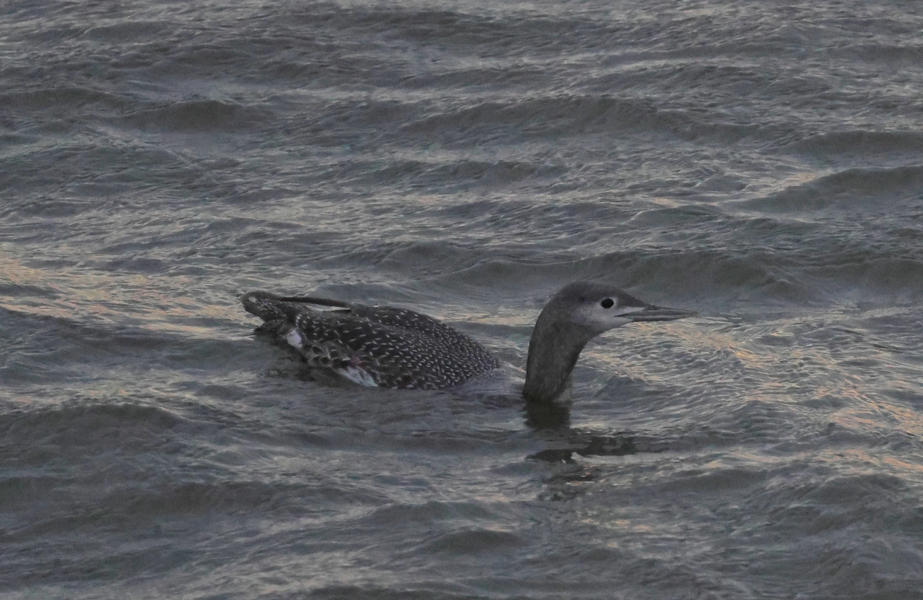 Red-throated Diver, Yorkshire, UK — photo by Adam Prugel-Bennett
