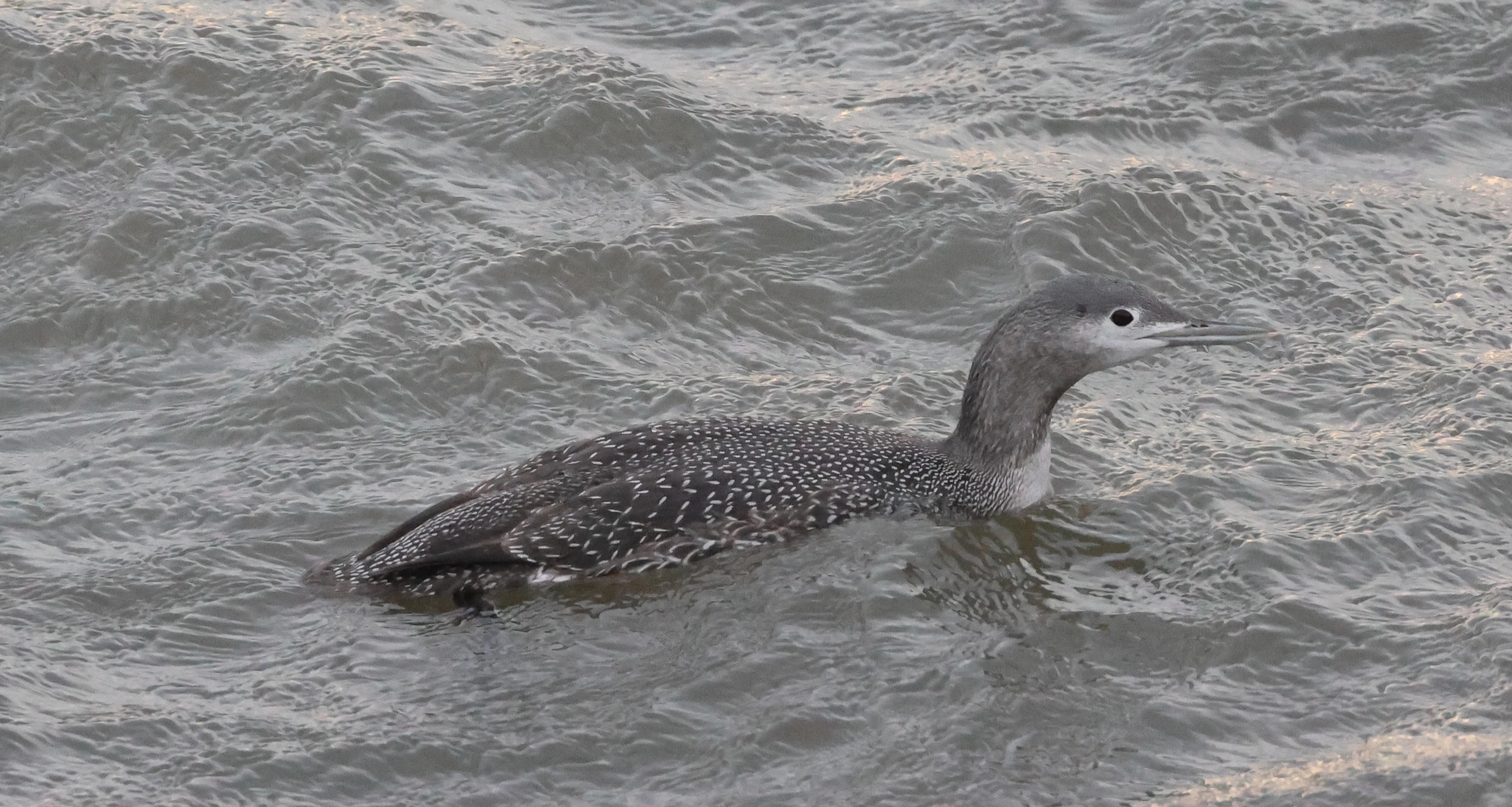 Red-throated Diver, Yorkshire, UK — photo by Adam Prugel-Bennett