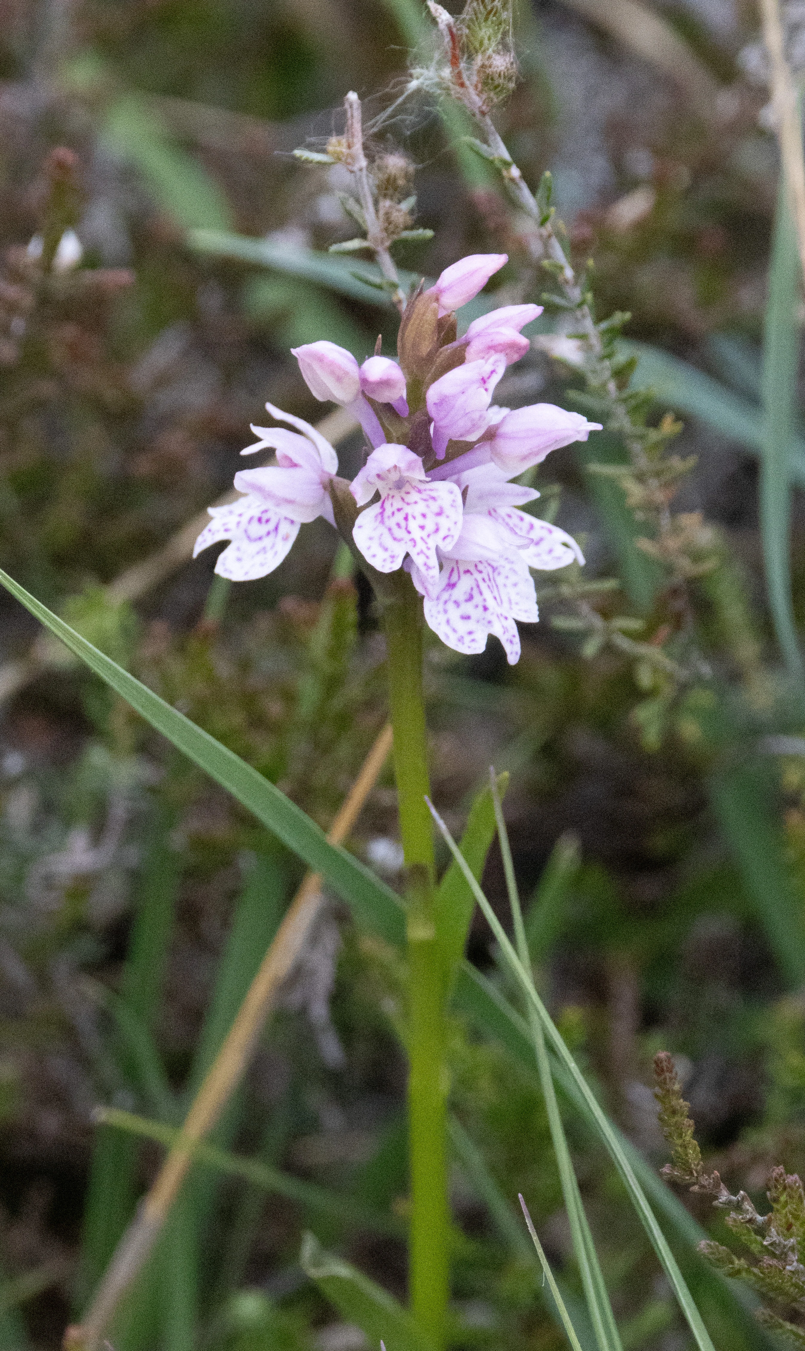Common Spotted Orchid, Crockford Bottom, Hampshire, UK — photo by Adam Prugel-Bennett