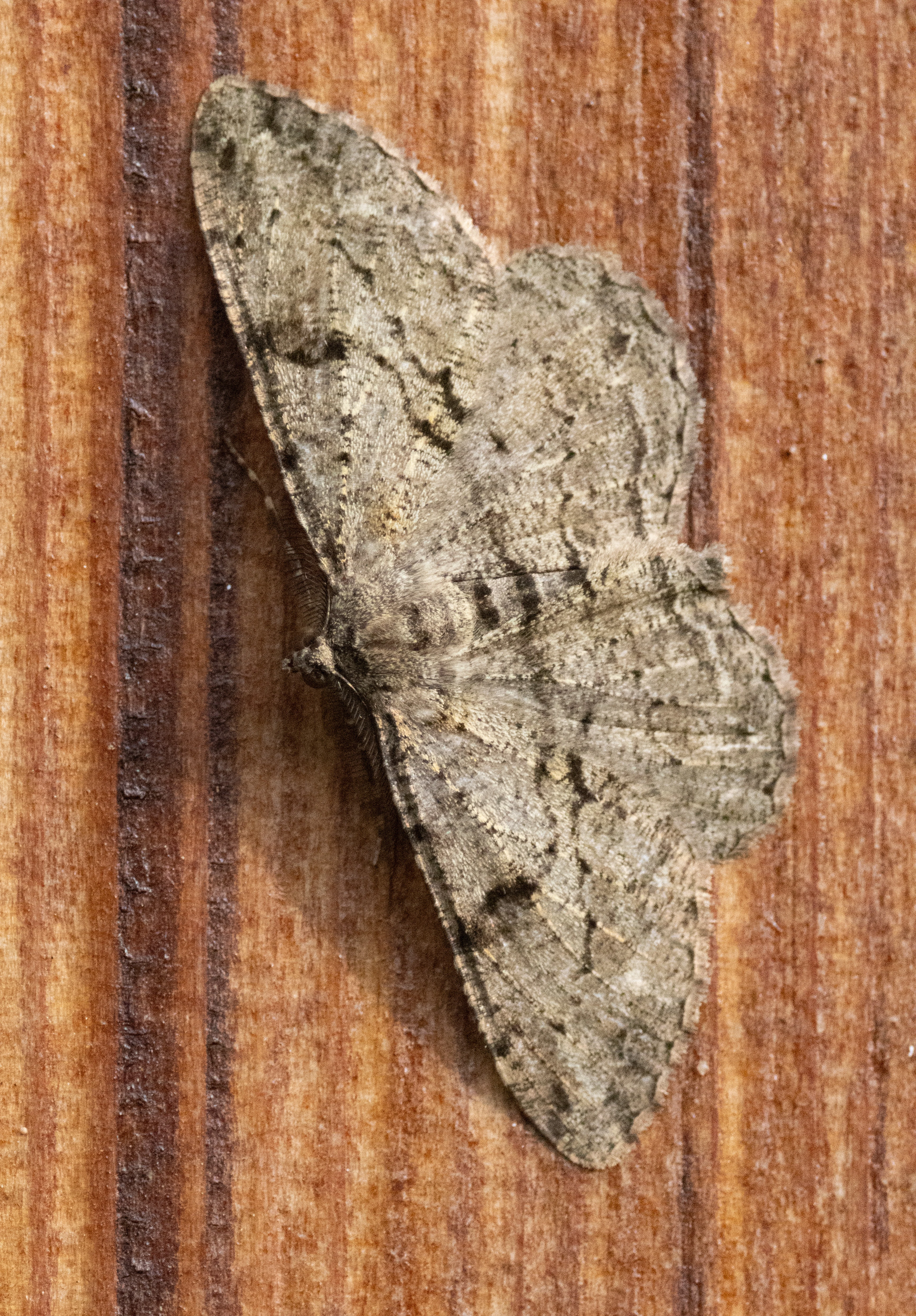Common Carpet Moth, Home, Hampshire, UK — photo by Adam Prugel-Bennett