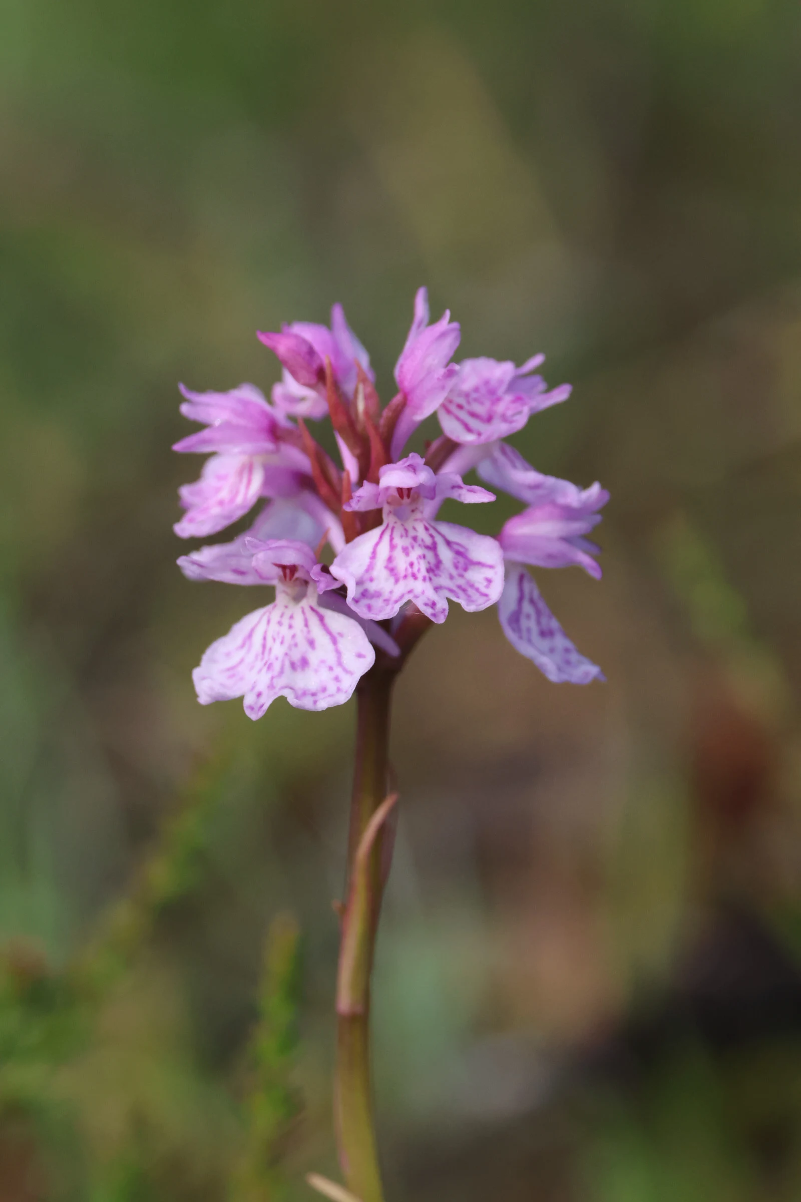 Common Spotted Orchid, Beaulieu Road Station, Hampshire, UK — photo by Adam Prugel-Bennett