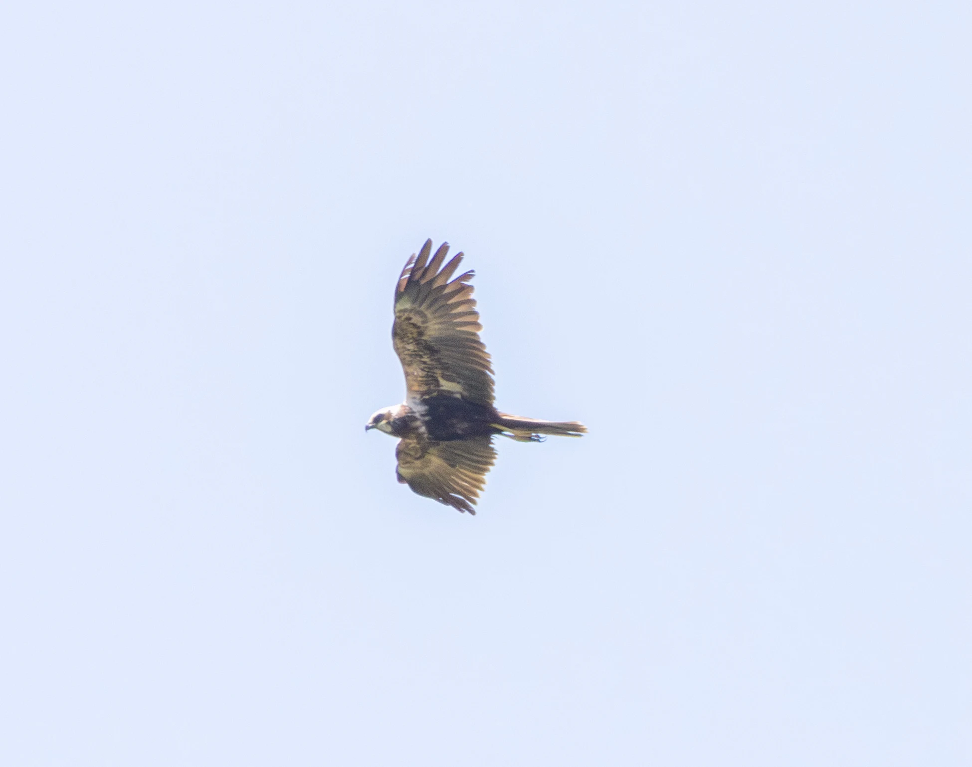 Honey Buzzard in flight, Danube Delta, Romania — photo by Adam Prugel-Bennett