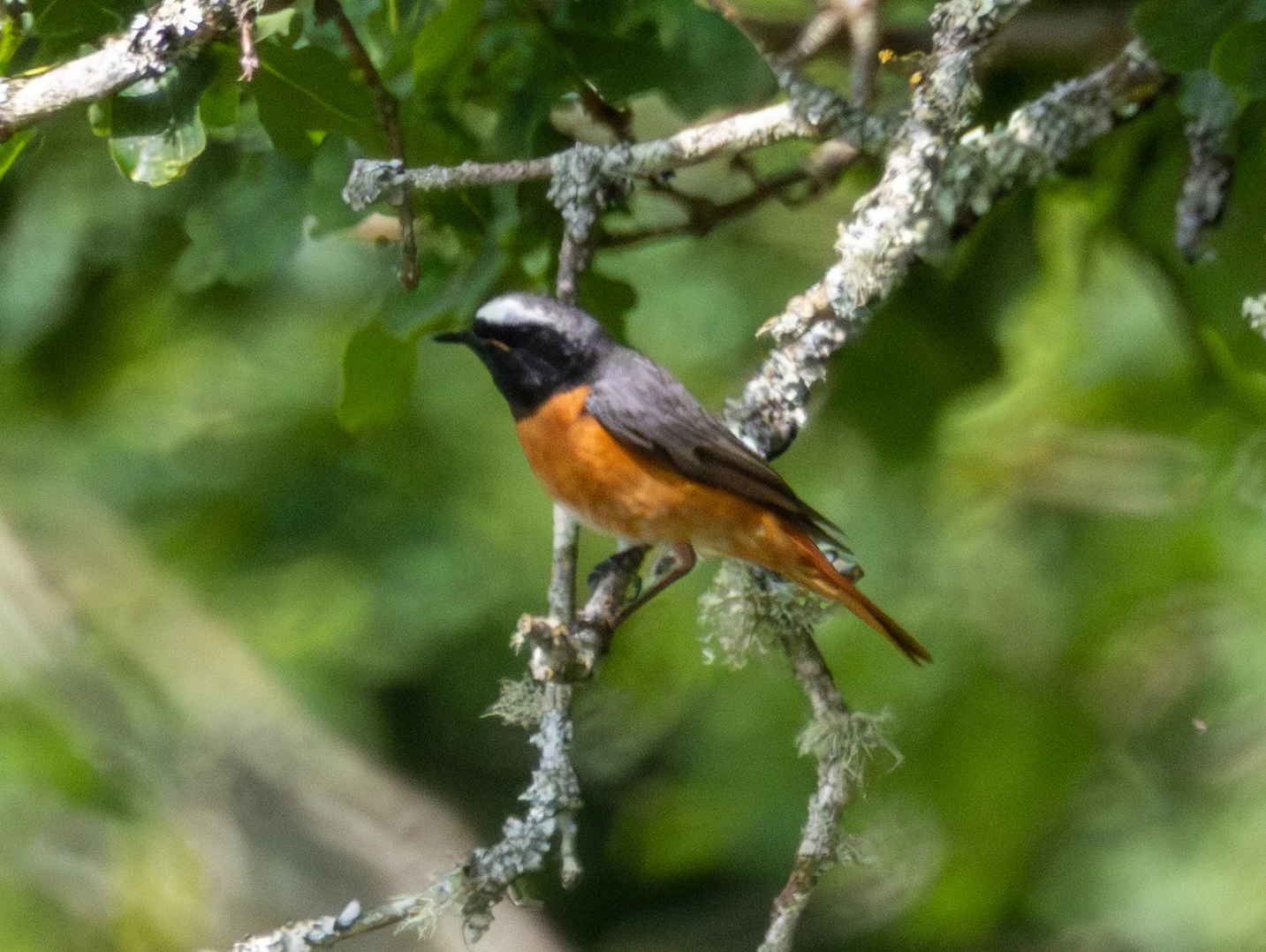 Common Redstart, Beaulieu Road Station, Hampshire, UK — photo by Adam Prugel-Bennett