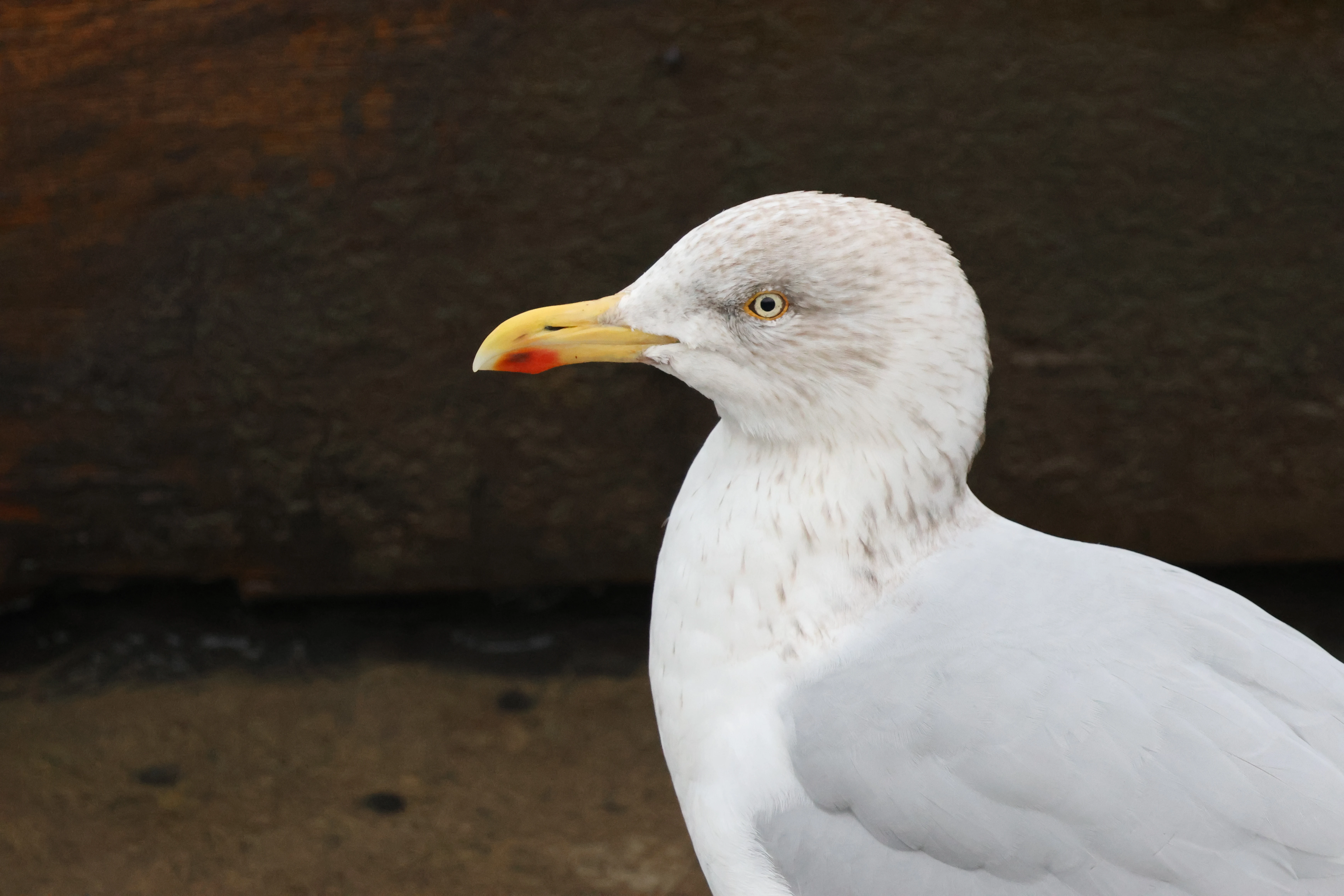 Herring Gull, Yorkshire, UK — photo by Adam Prugel-Bennett