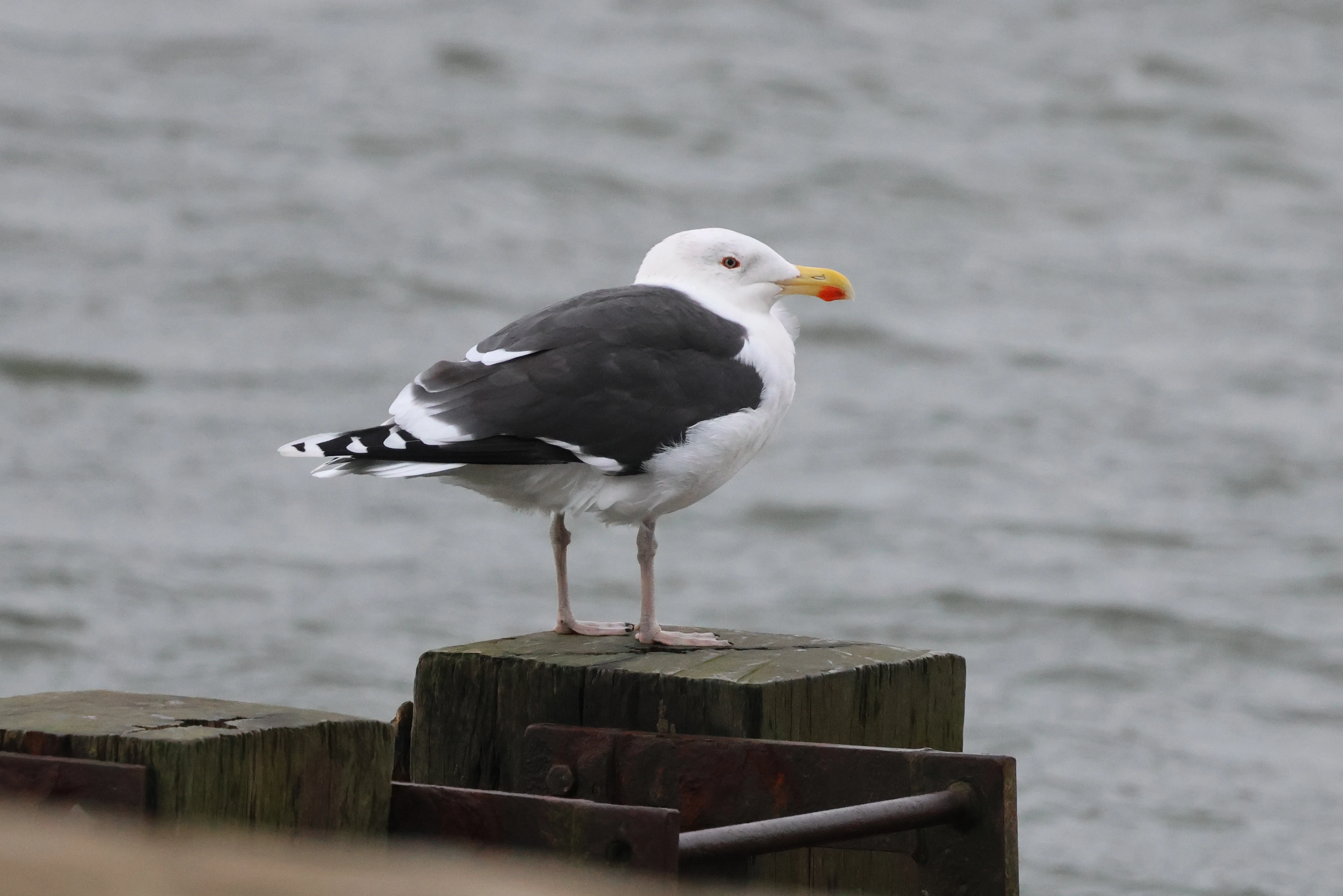 Great black-backed gull, Yorkshire, UK — photo by Adam Prugel-Bennett