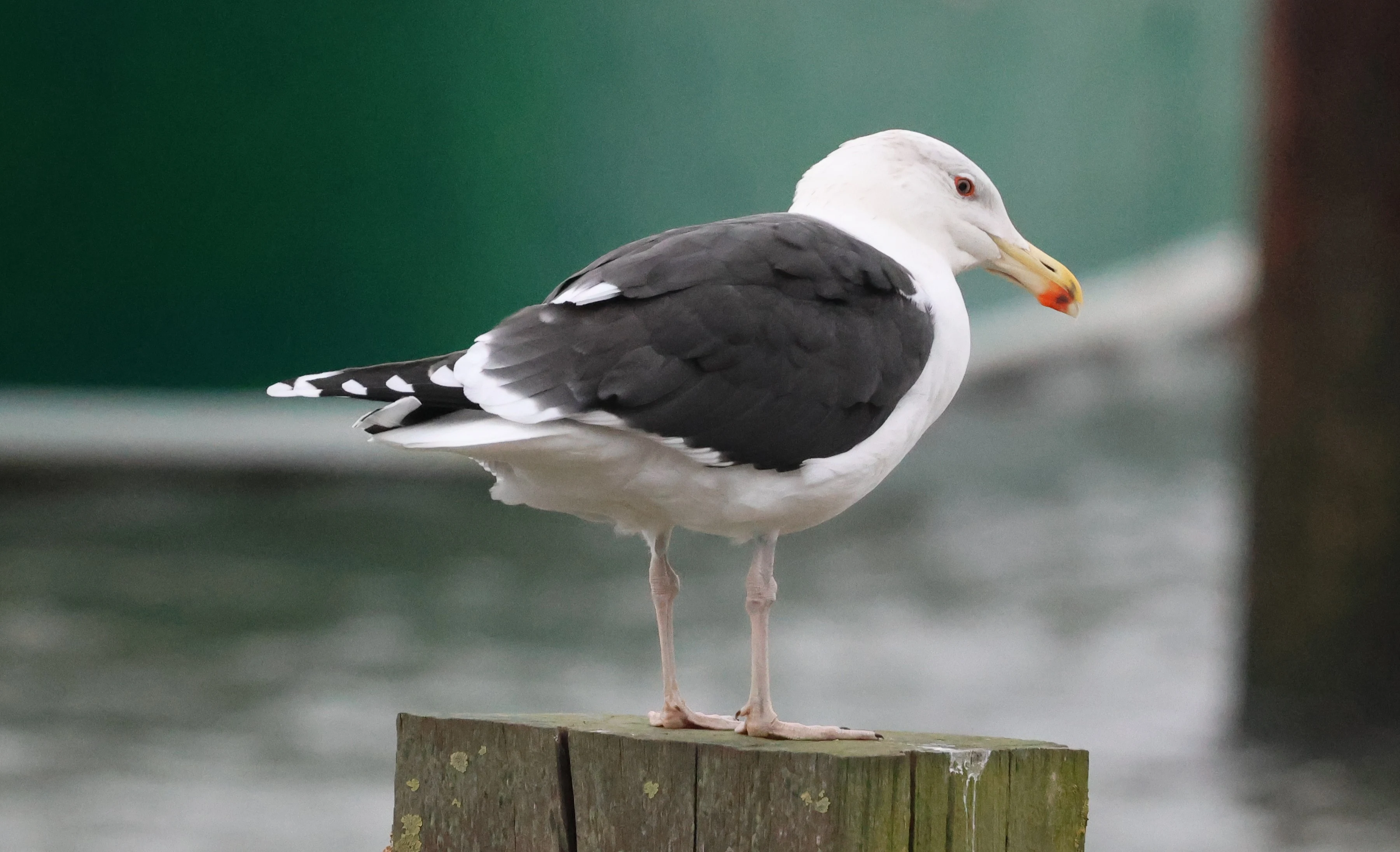 Great black-backed gull, Yorkshire, UK — photo by Adam Prugel-Bennett