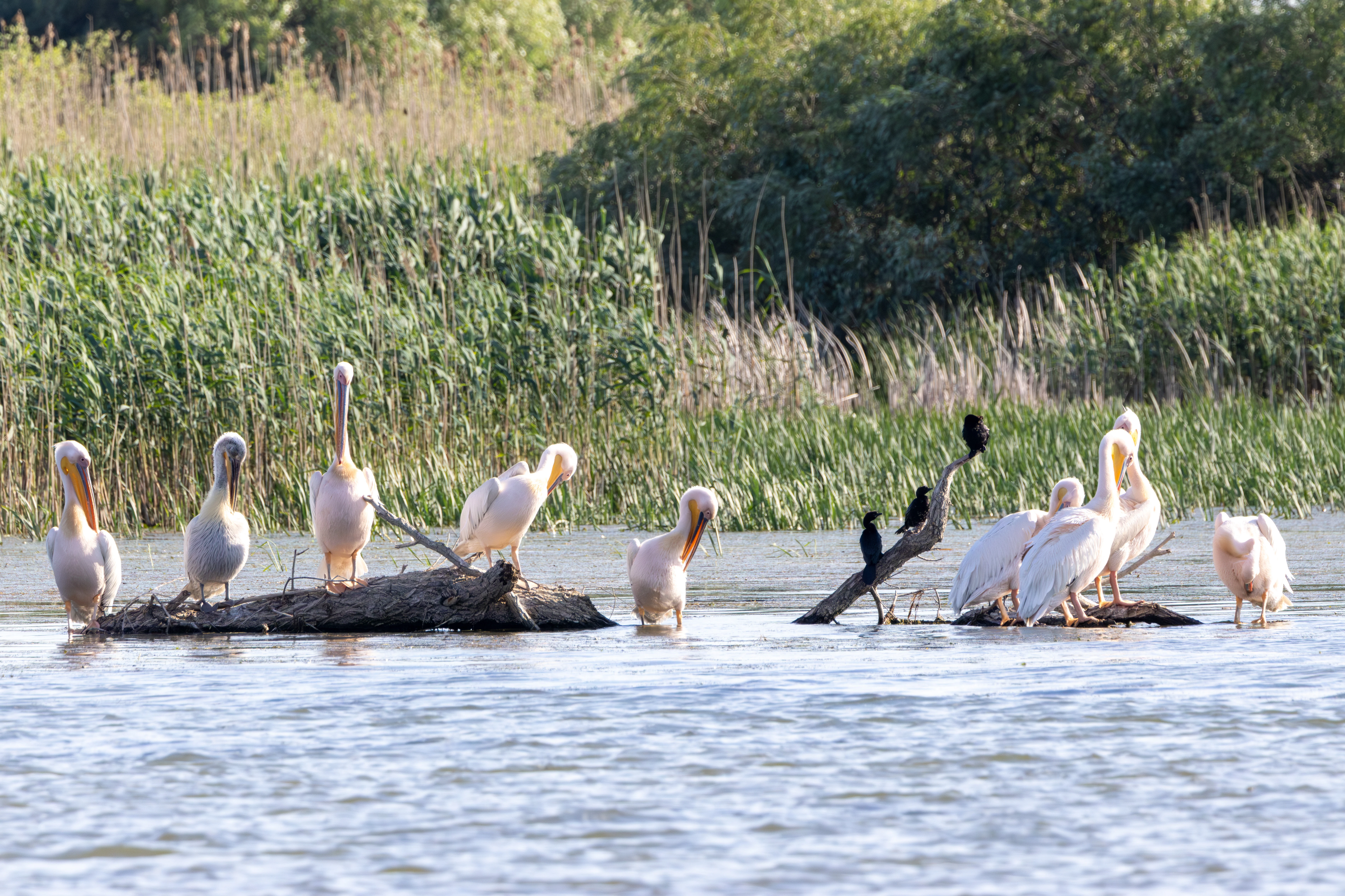 Dalmatian Pelicans and Great Cormorants, Danube Delta, Romania — photo by Adam Prugel-Bennett