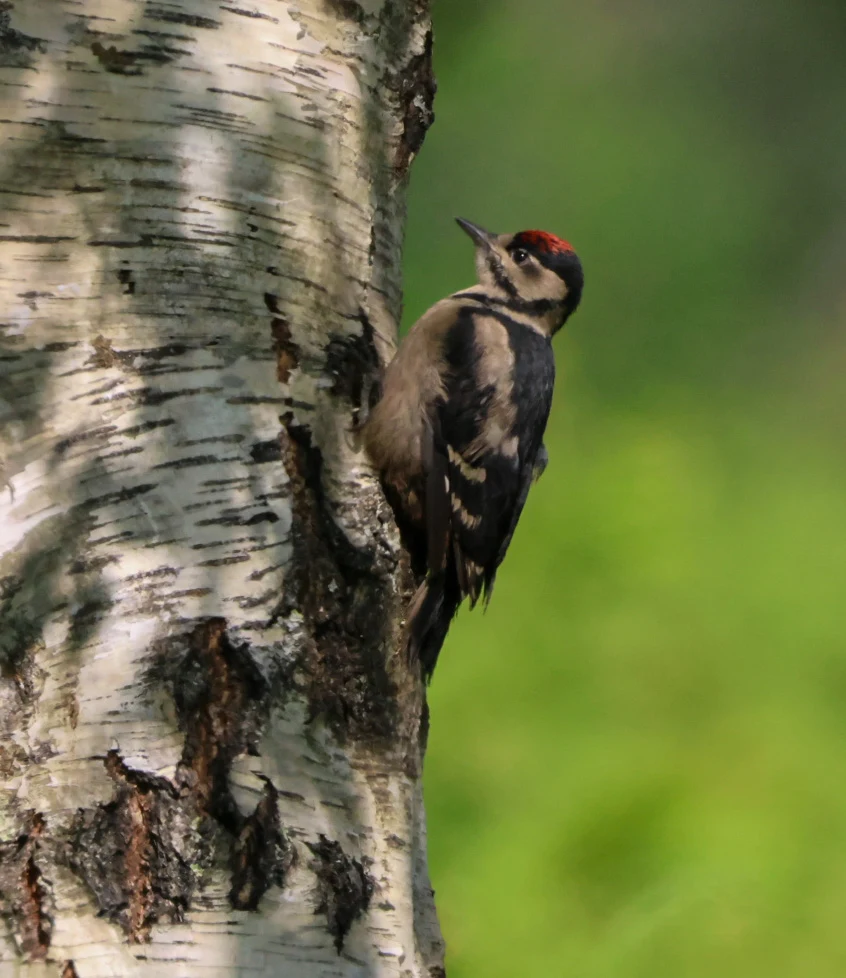 Great Spotted Woodpecker juvenile, Beaulieu Road Station, Hampshire, UK — photo by Adam Prugel-Bennett