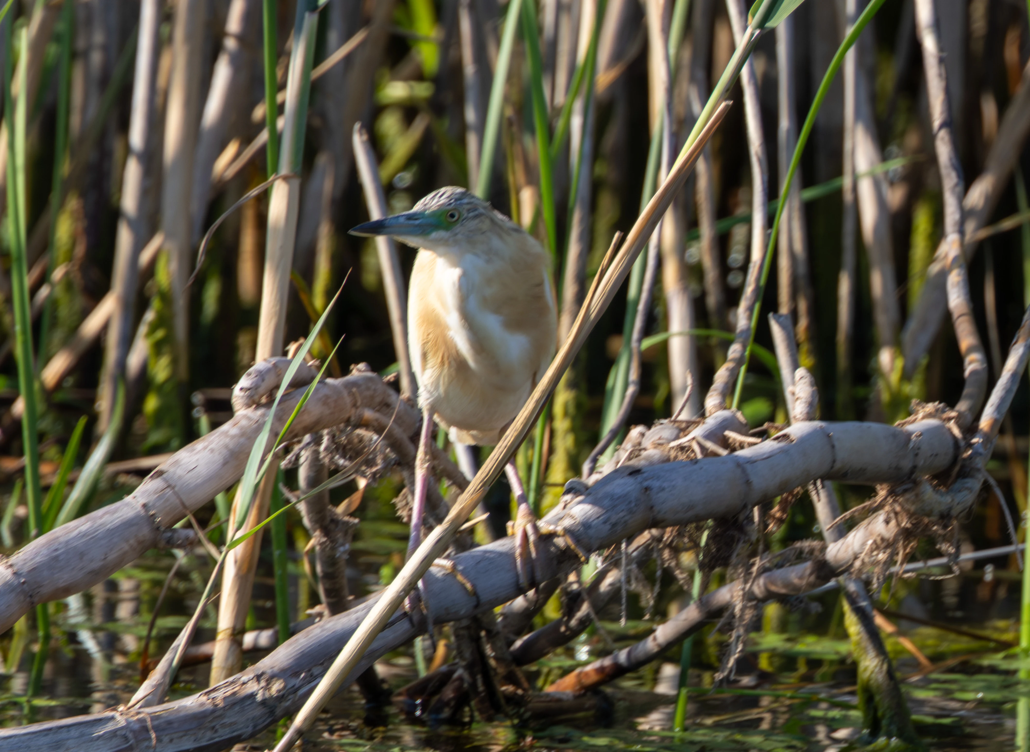 Squacco Heron, Danube Delta, Romania — photo by Adam Prugel-Bennett