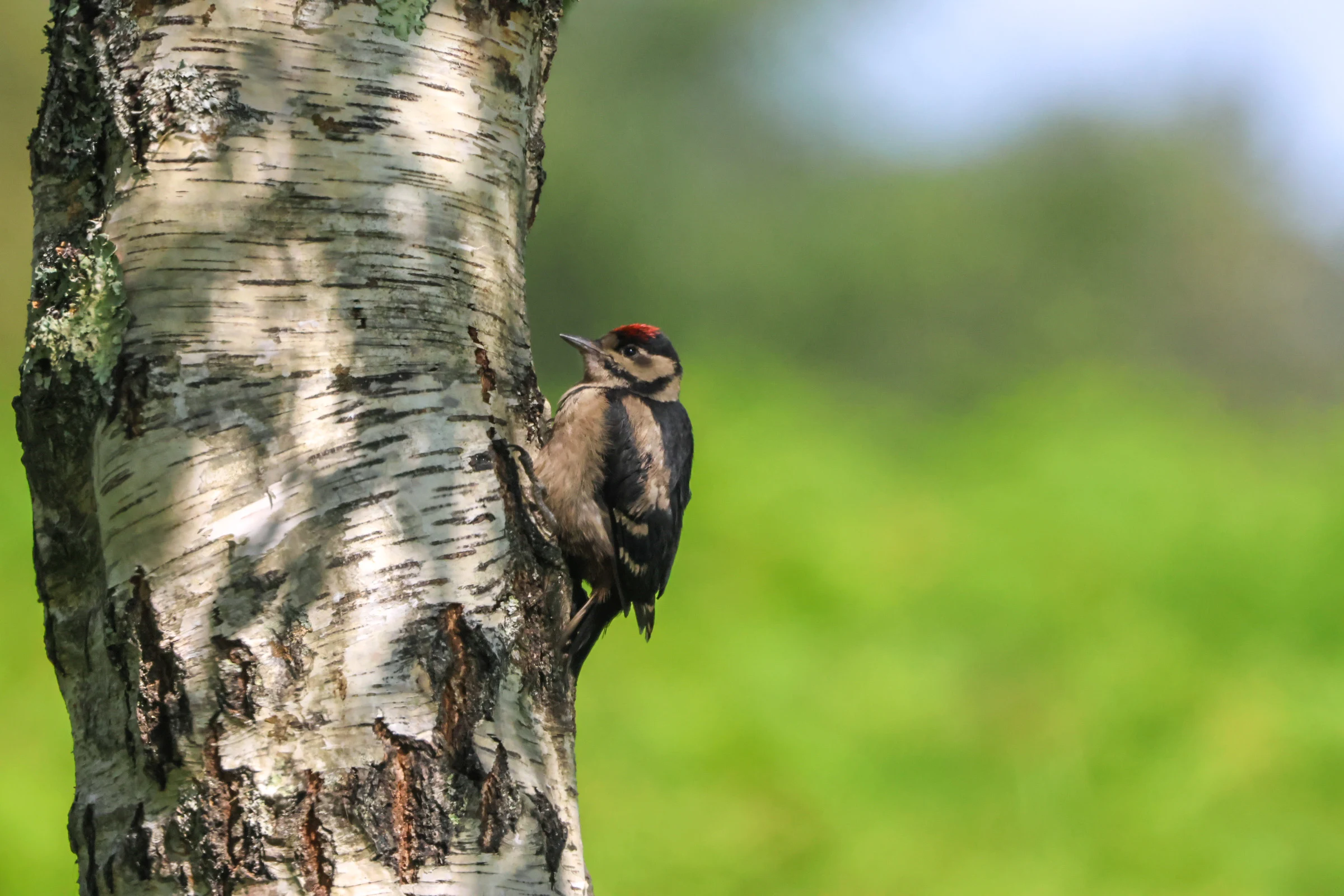 Great Spotted Woodpecker juvenile, Beaulieu Road Station, Hampshire, UK — photo by Adam Prugel-Bennett