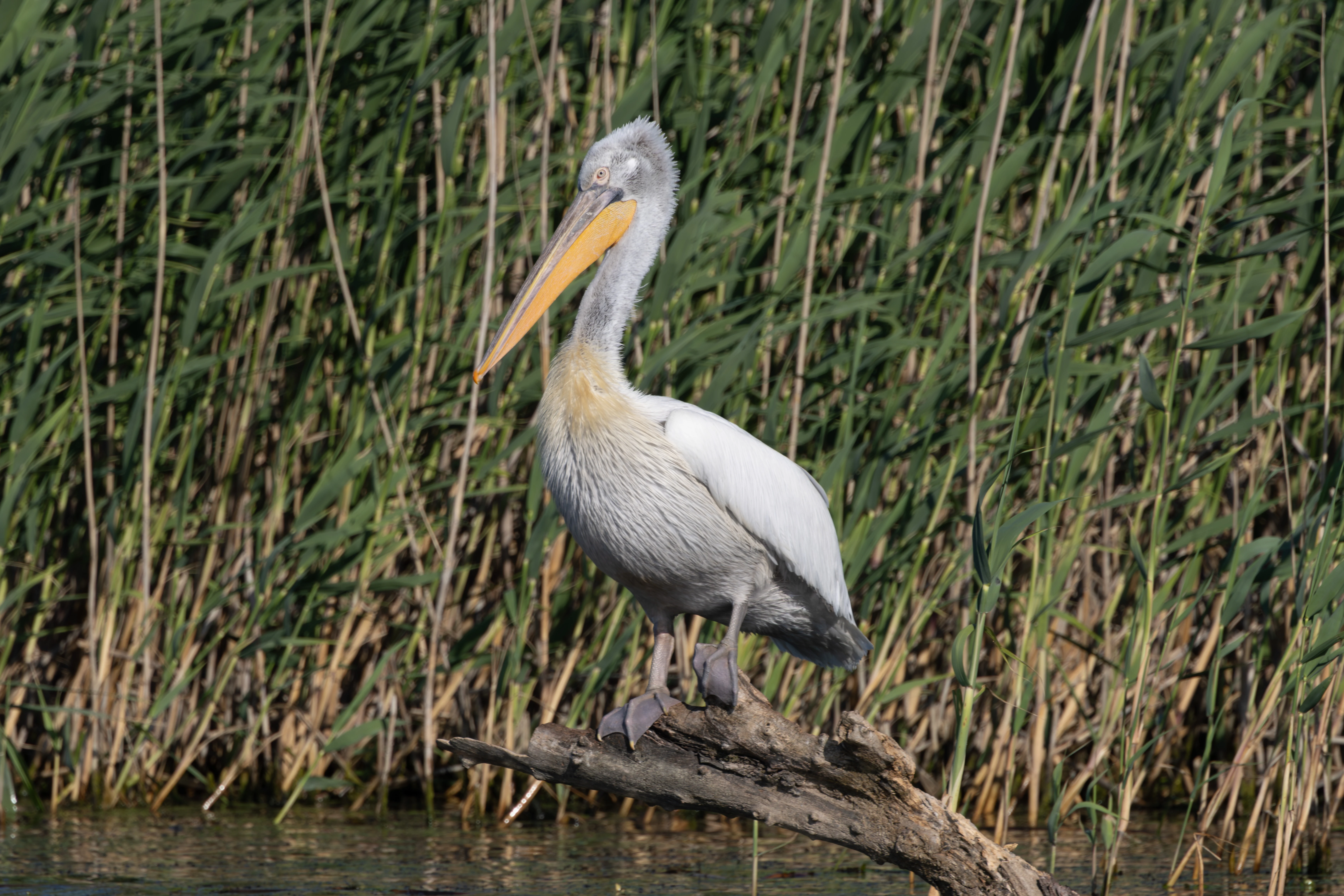 Dalmatian Pelican, Danube Delta, Romania — photo by Adam Prugel-Bennett