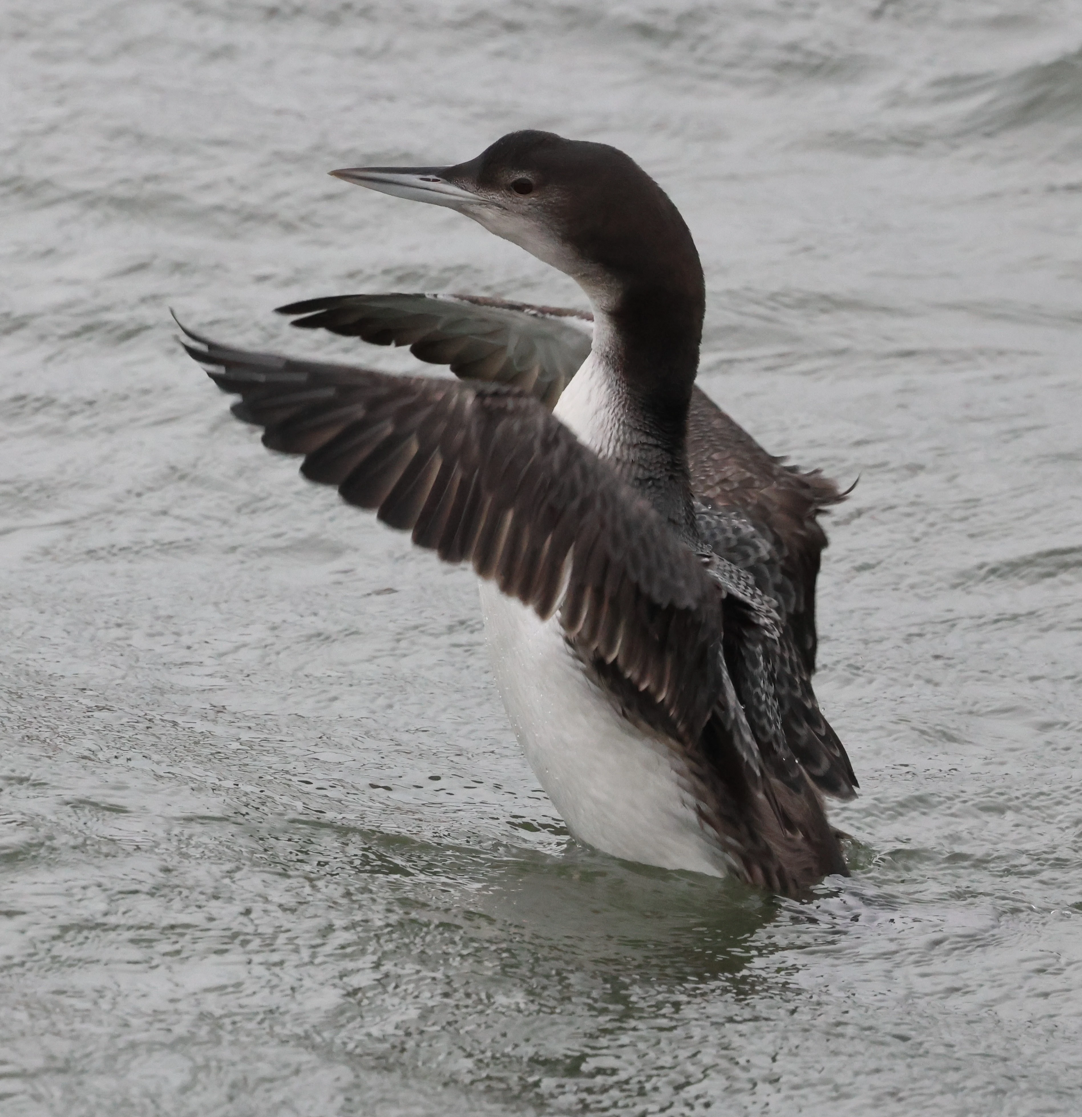Great Northern Diver - Common Loon, Yorkshire, UK — photo by Adam Prugel-Bennett