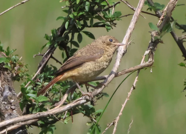 Juvenile Common Redstart, Beaulieu Road Station, Hampshire, UK — photo by Adam Prugel-Bennett