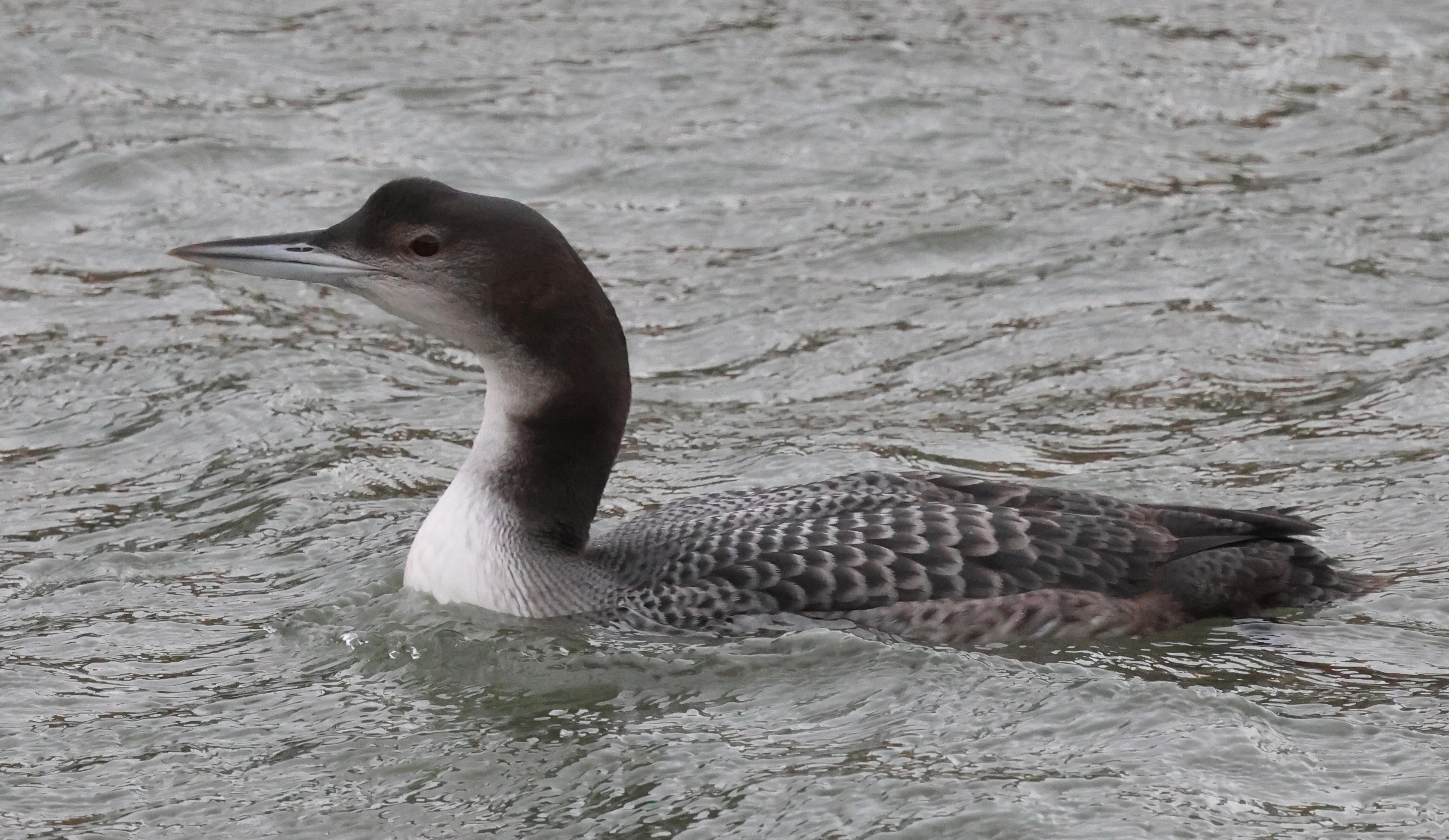 Great Northern Diver - Common Loon, Yorkshire, UK — photo by Adam Prugel-Bennett