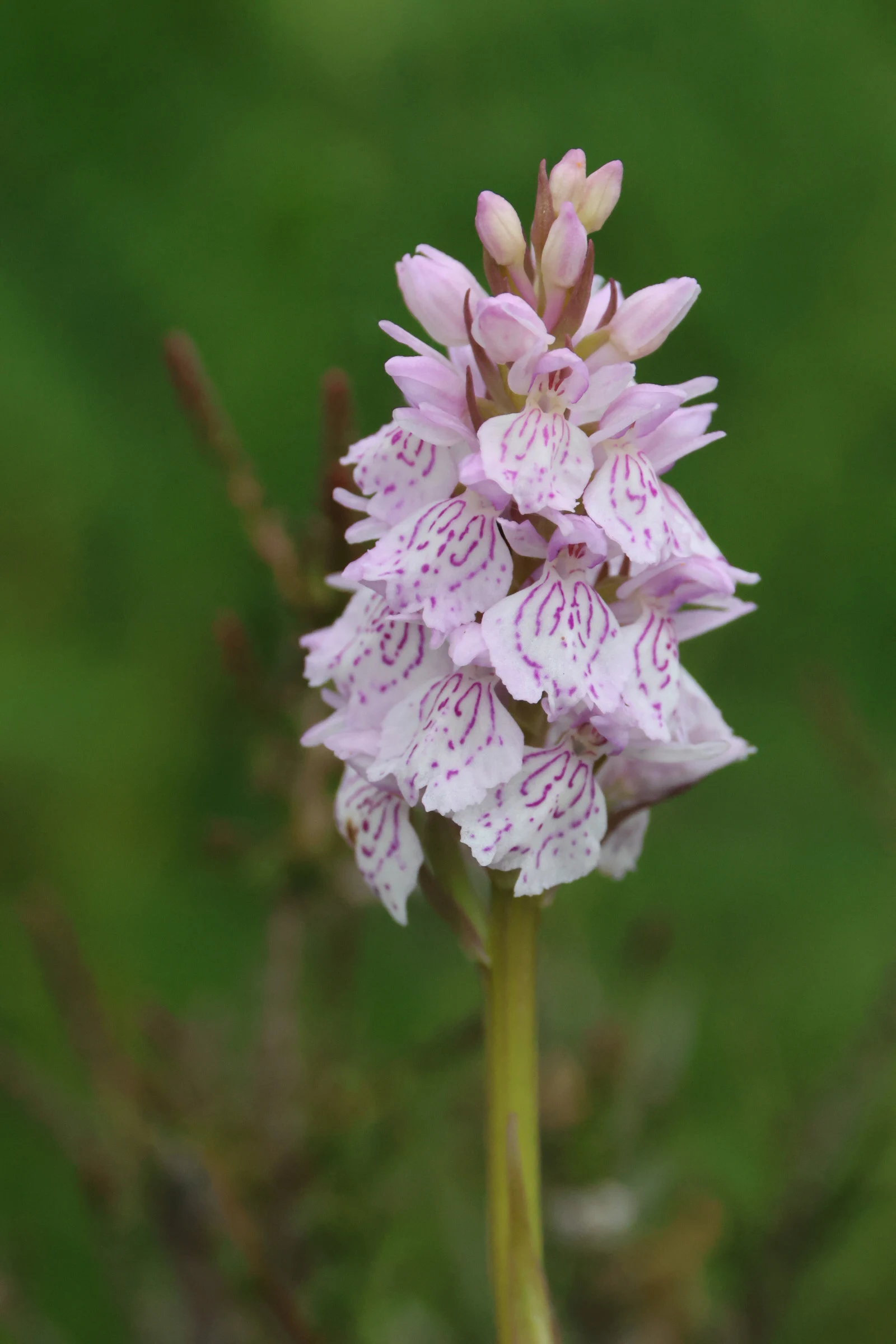 Common Spotted Orchid, Beaulieu Road Station, Hampshire, UK — photo by Adam Prugel-Bennett