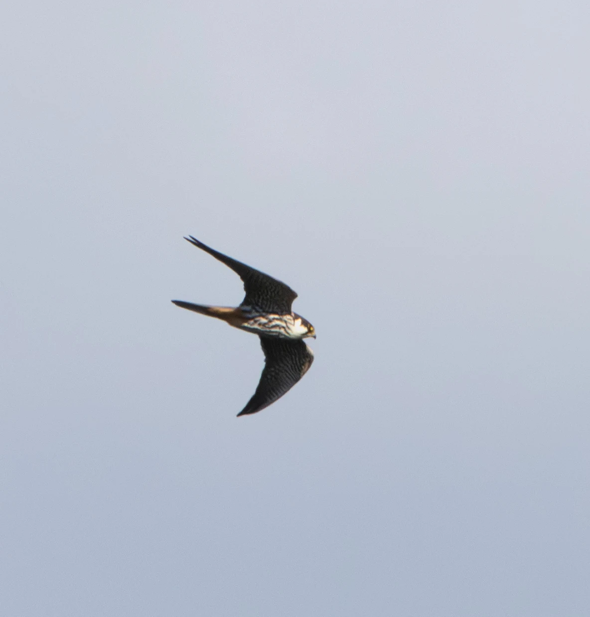 Eurasian Hobby, Danube Delta, Romania — photo by Adam Prugel-Bennett