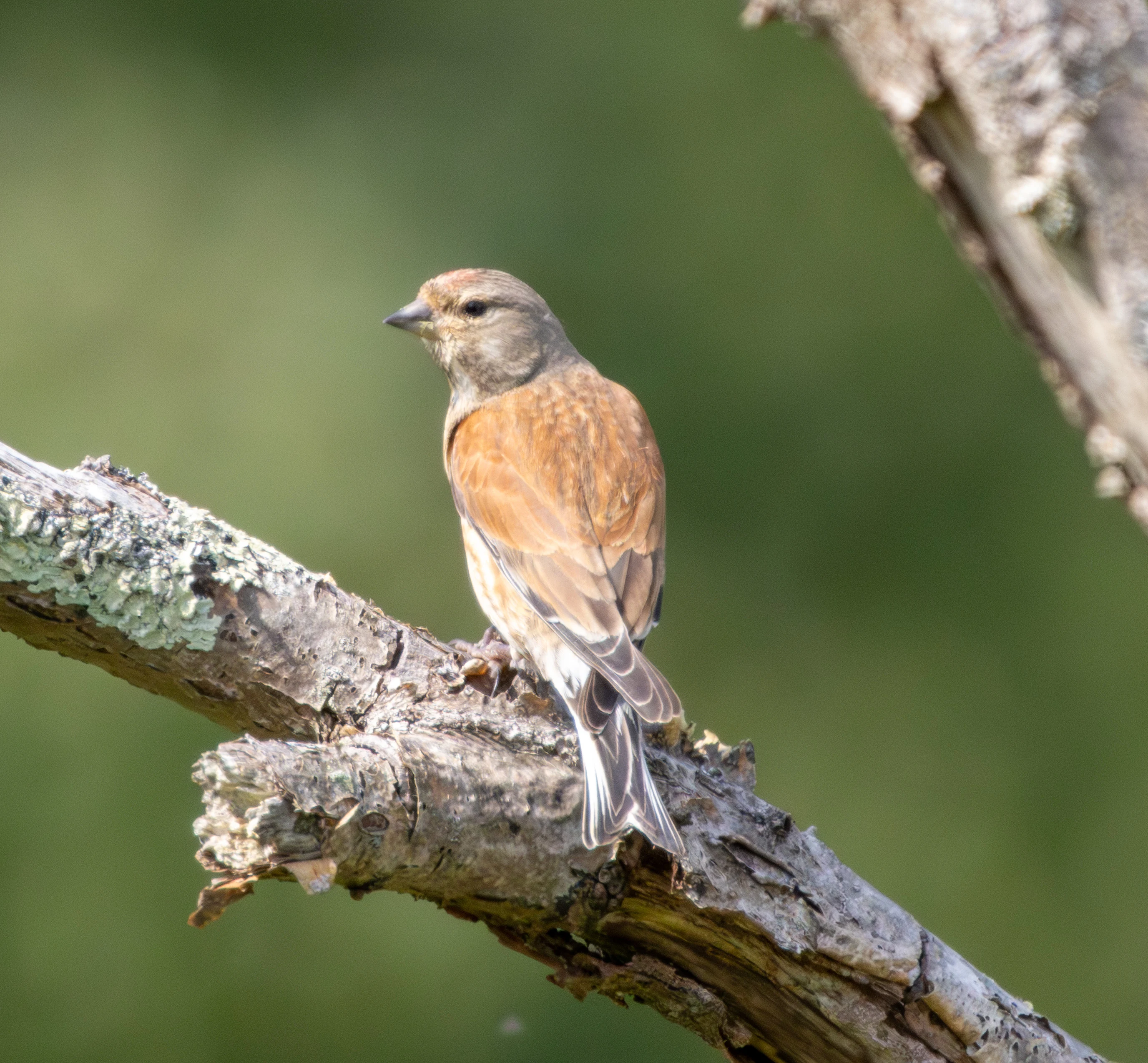 Linnet, Woolbedding Common, Sussex, UK — photo by Adam Prugel-Bennett