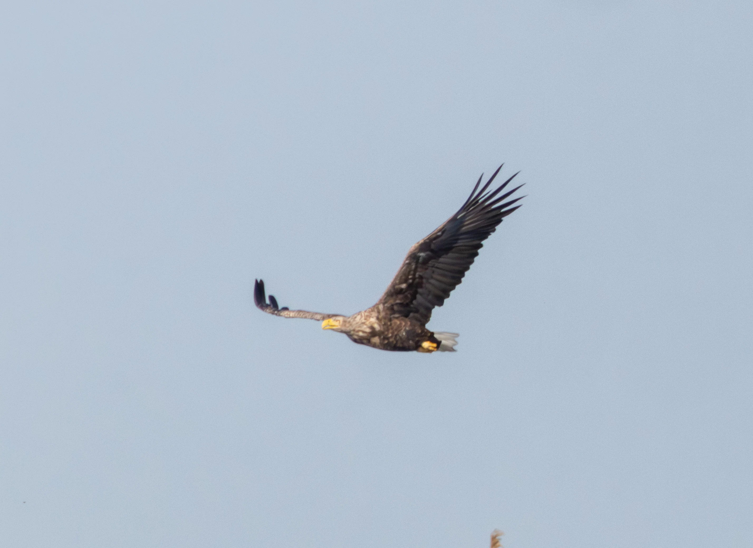 White-tailed Eagle, Danube Delta, Romania — photo by Adam Prugel-Bennett
