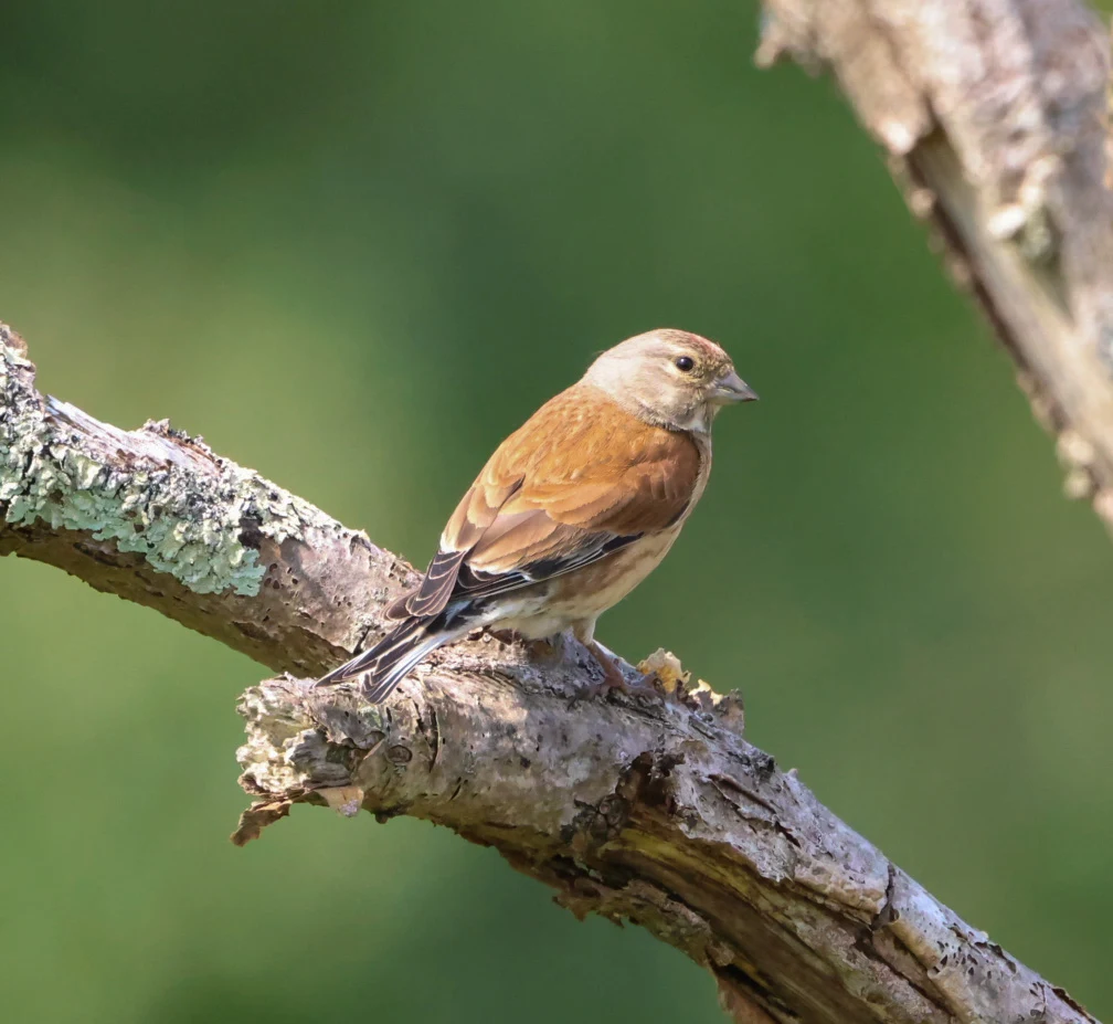 Linnet, Woolbedding Common, Sussex, UK — photo by Adam Prugel-Bennett