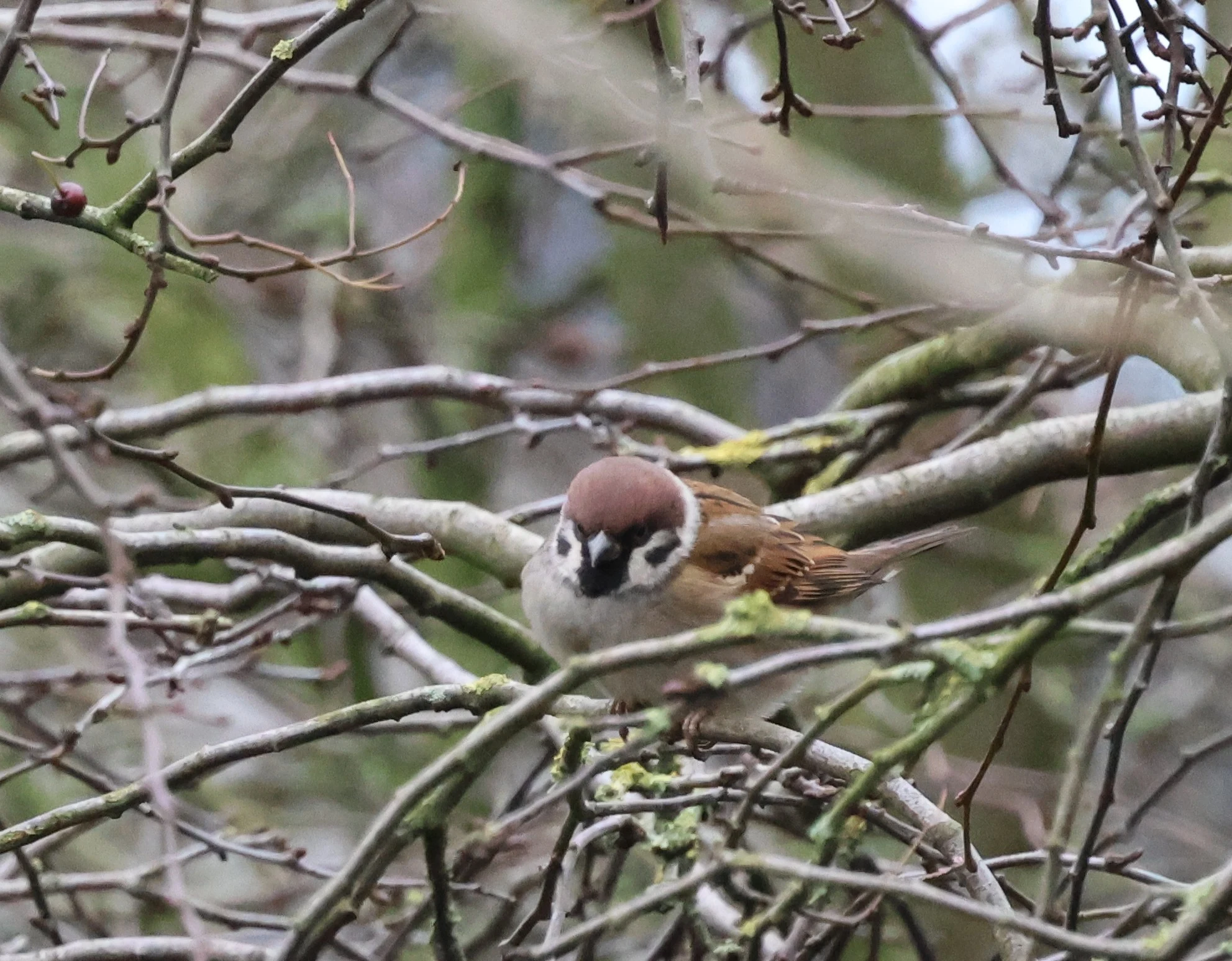 Tree sparrow, Yorkshire, UK — photo by Adam Prugel-Bennett