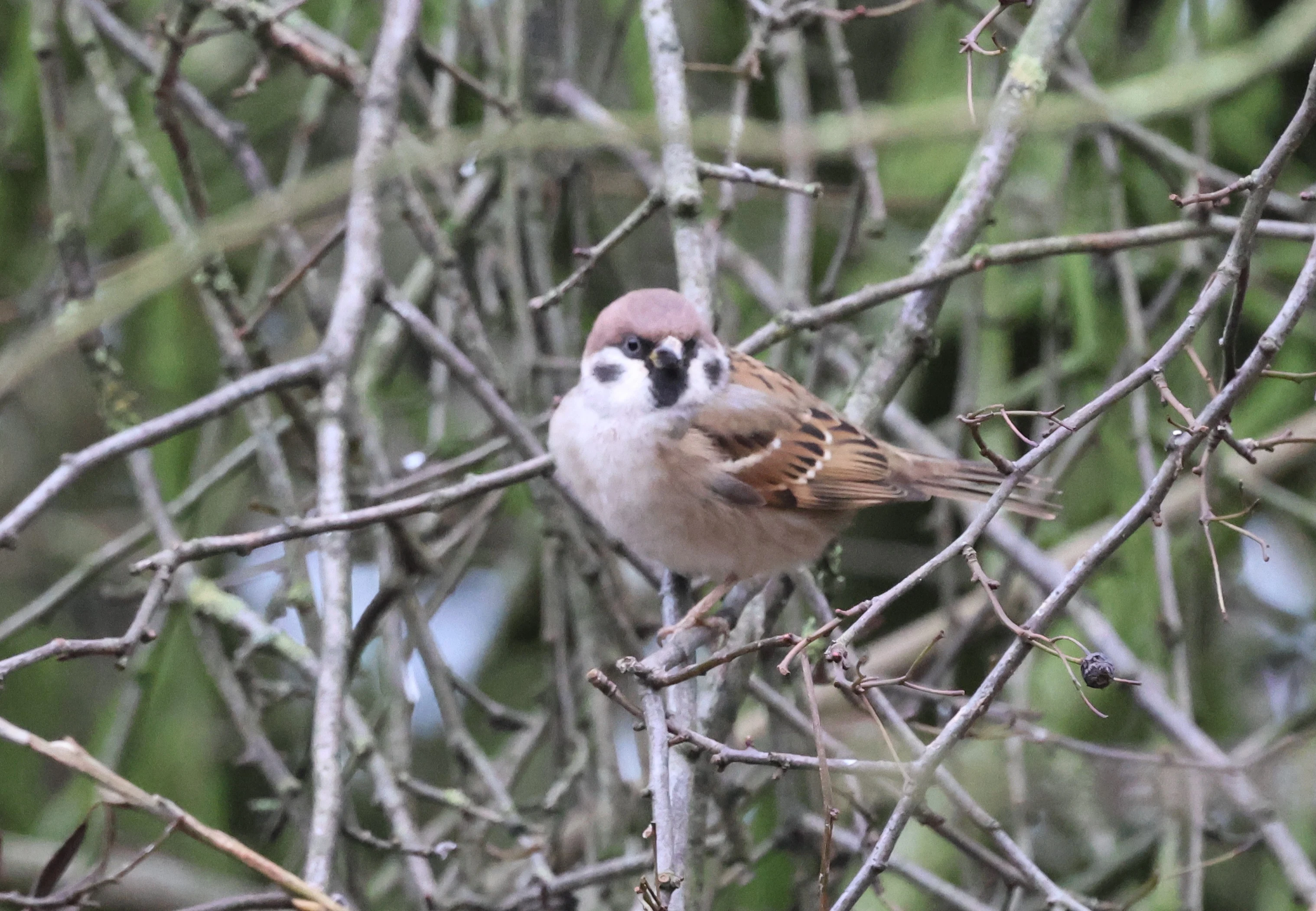 Tree sparrow, Yorkshire, UK — photo by Adam Prugel-Bennett