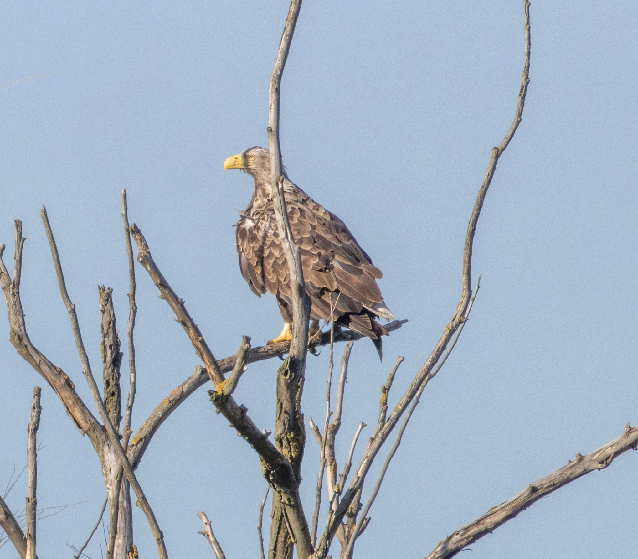 White-tailed Eagle, Danube Delta, Romania — photo by Adam Prugel-Bennett
